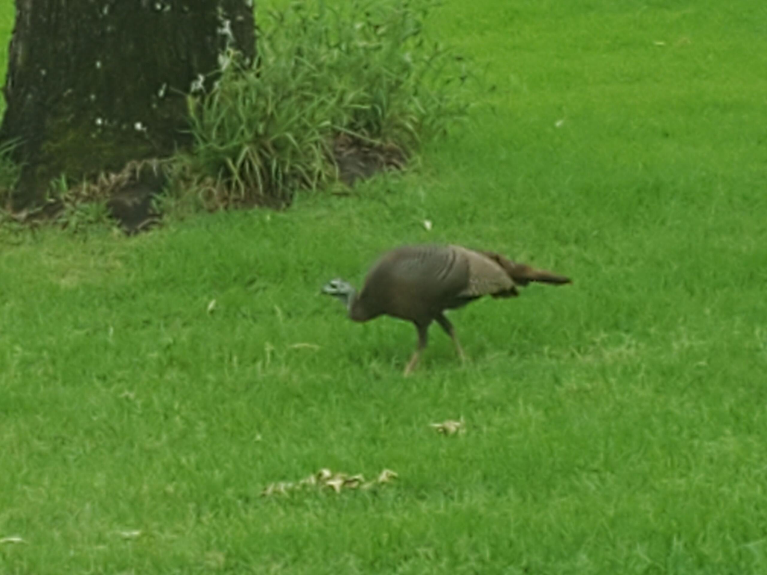 Four Flags Estates unrecorded S/D - Residential