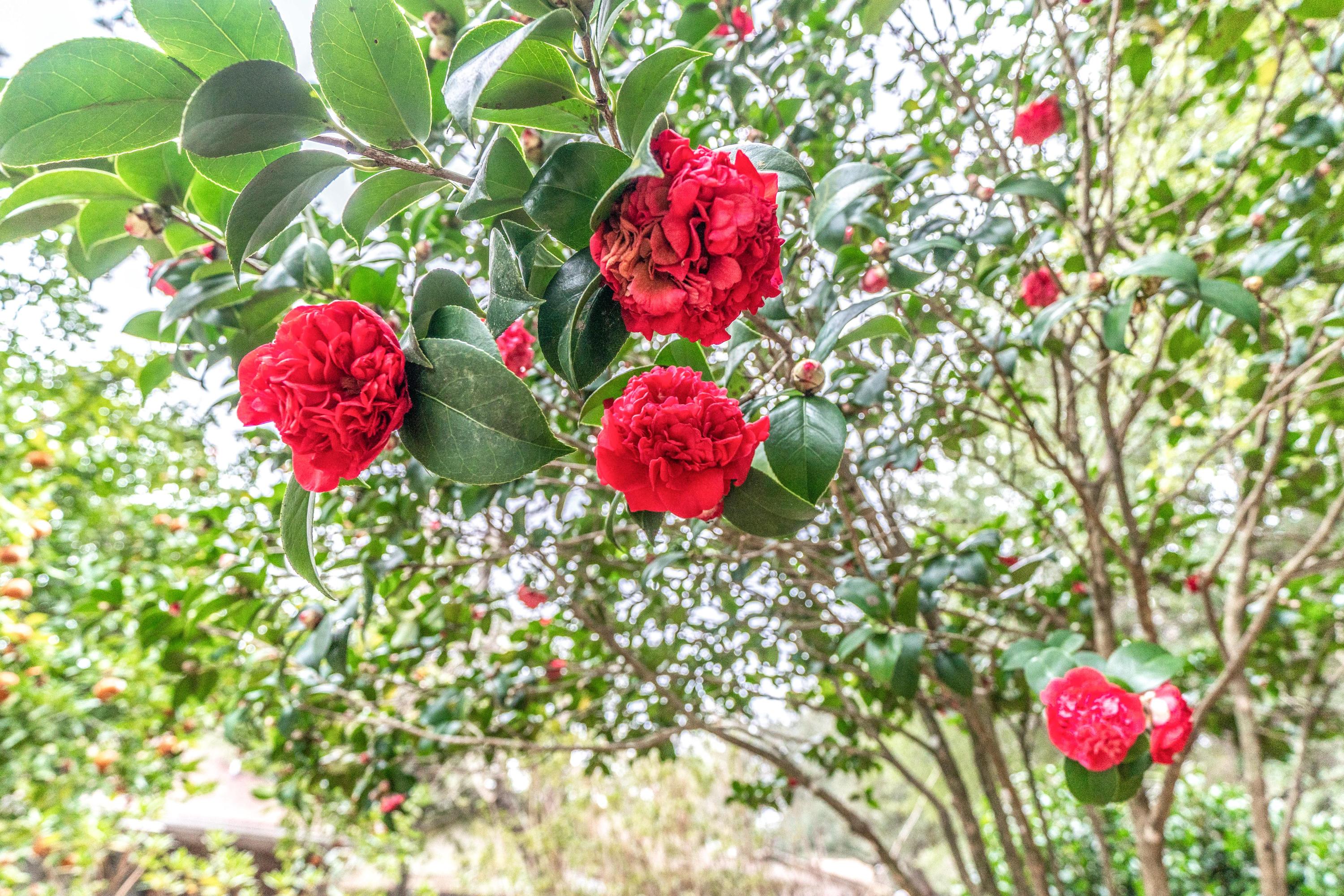 BLUEWATER BAY VILLAGE 1A - Residential