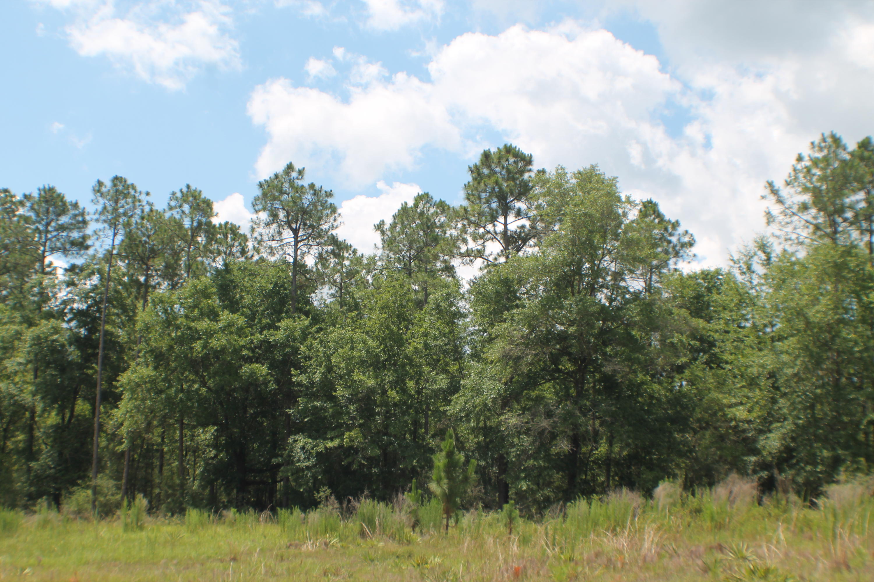 Yellow River Ranches - Land