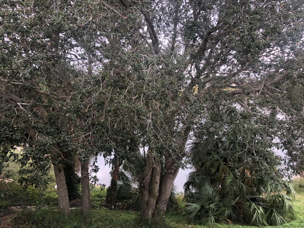 GULF TERRACE CONDO - Residential