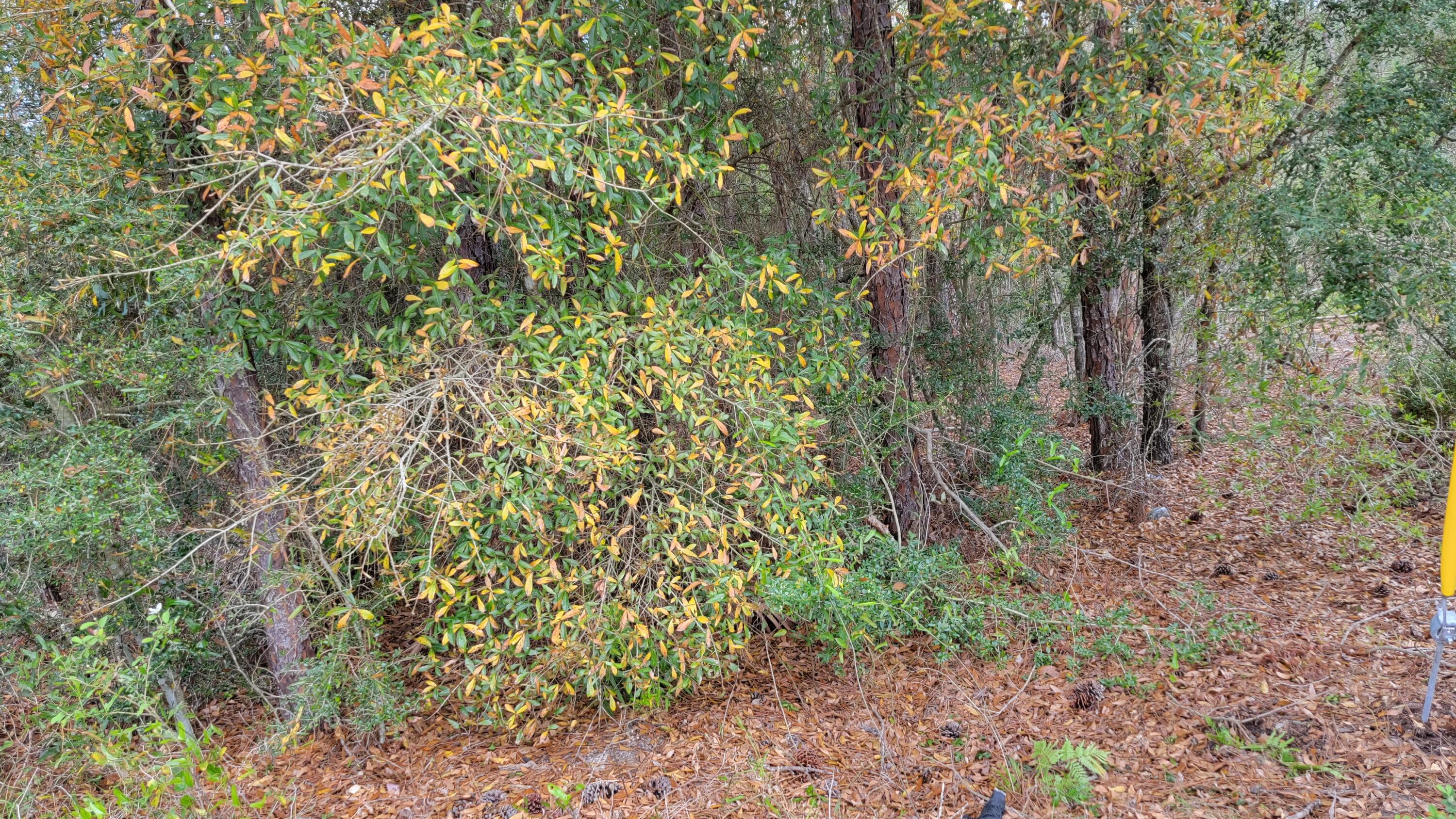 TRIPLE LAKES ESTATES - Land