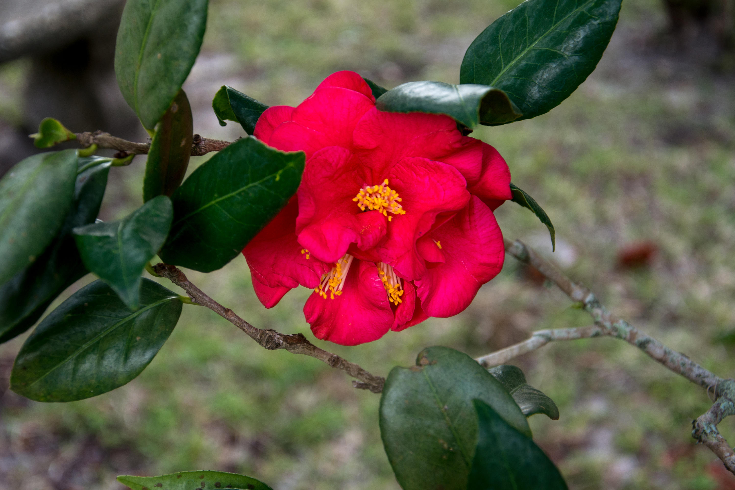 WHISPERING PINES 1ST ADDN - Residential