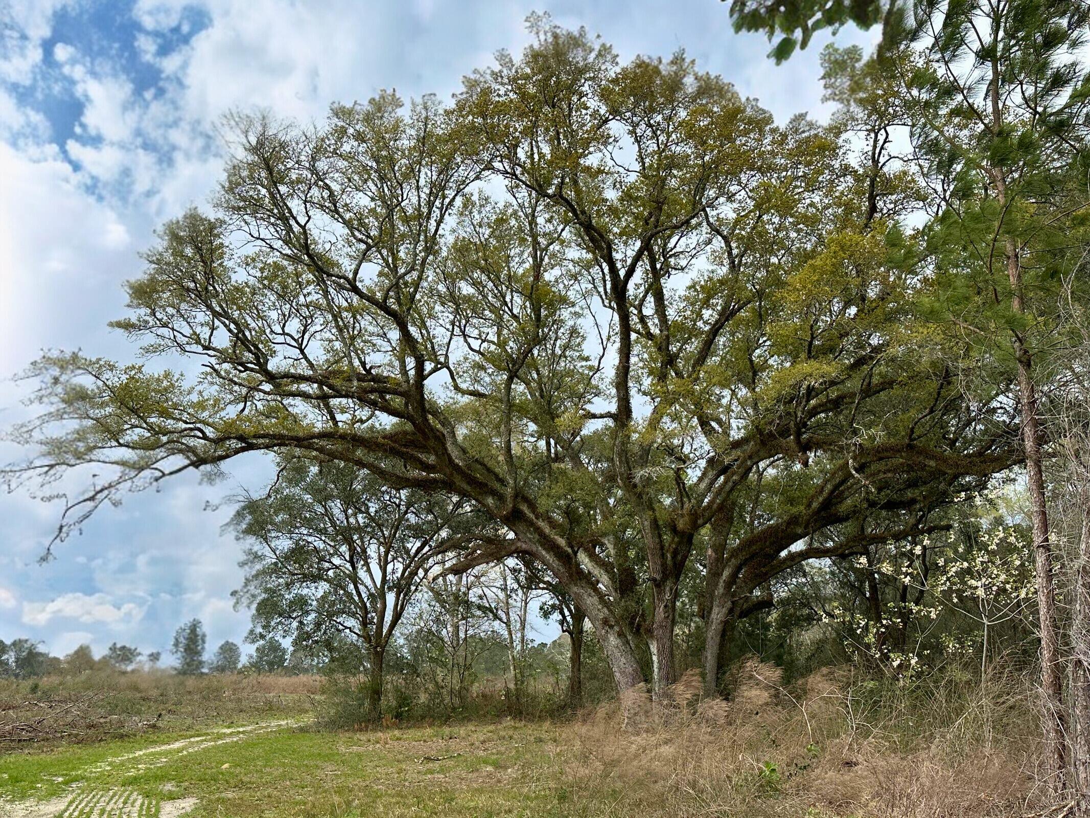 Dream Location for Country Living or Hunters Paradise, either way you won't want to miss this opportunity! This Beautiful 11.13+/- AC property has so much to offer. High and Dry, paved road with access to power. Turkey season coming soon! This beautiful location could be your forever home. Bring your build plans, hunting gear, Horses and ATVS. Convenient location to the Florida /Alabama Stateline with easy access to County Hwy 181 W and Hwy 83.