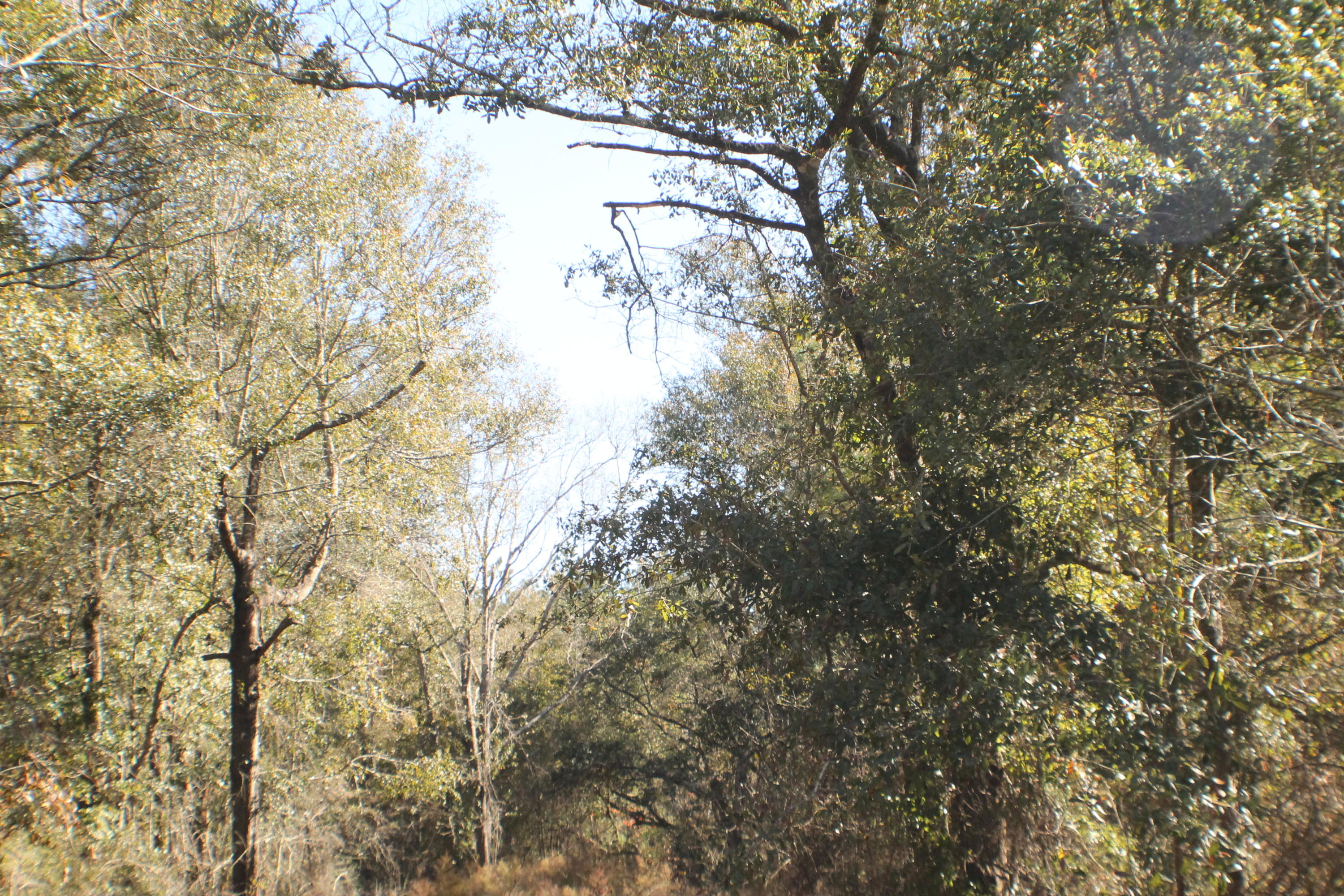 MILLERS BLUFF - Land