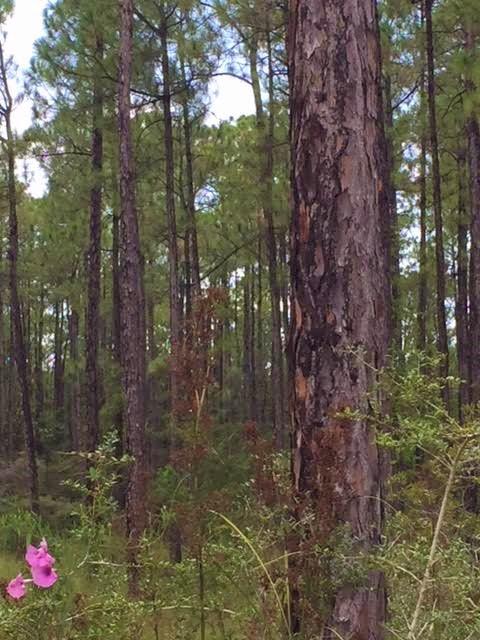 WHISPERING PINES - Land