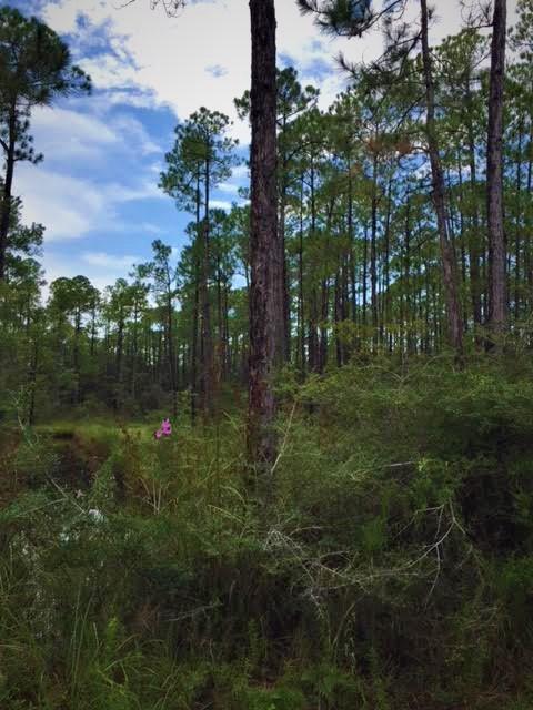 WHISPERING PINES - Land