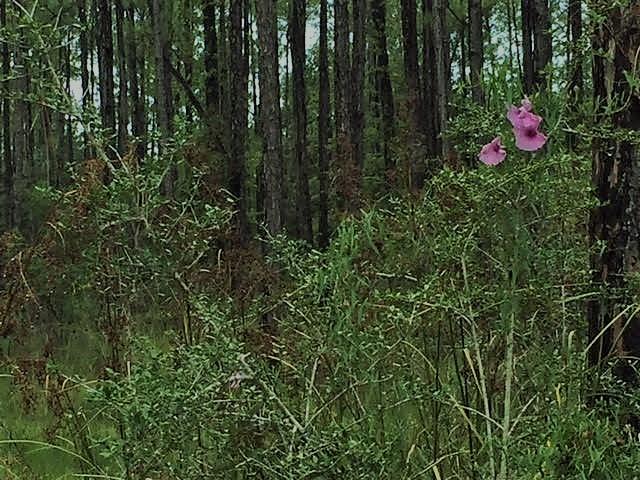 WHISPERING PINES - Land