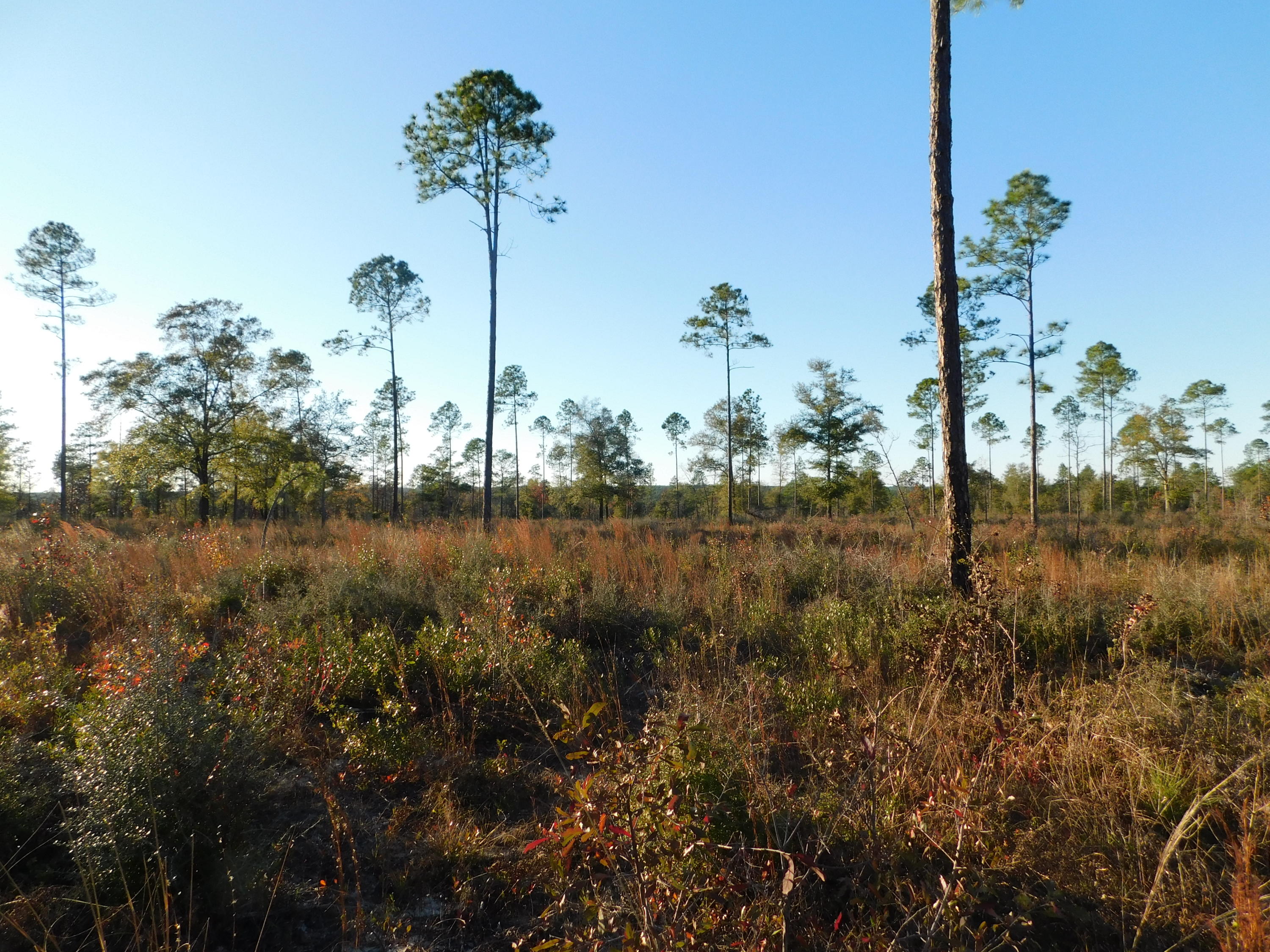 Metes and Bounds - Farm