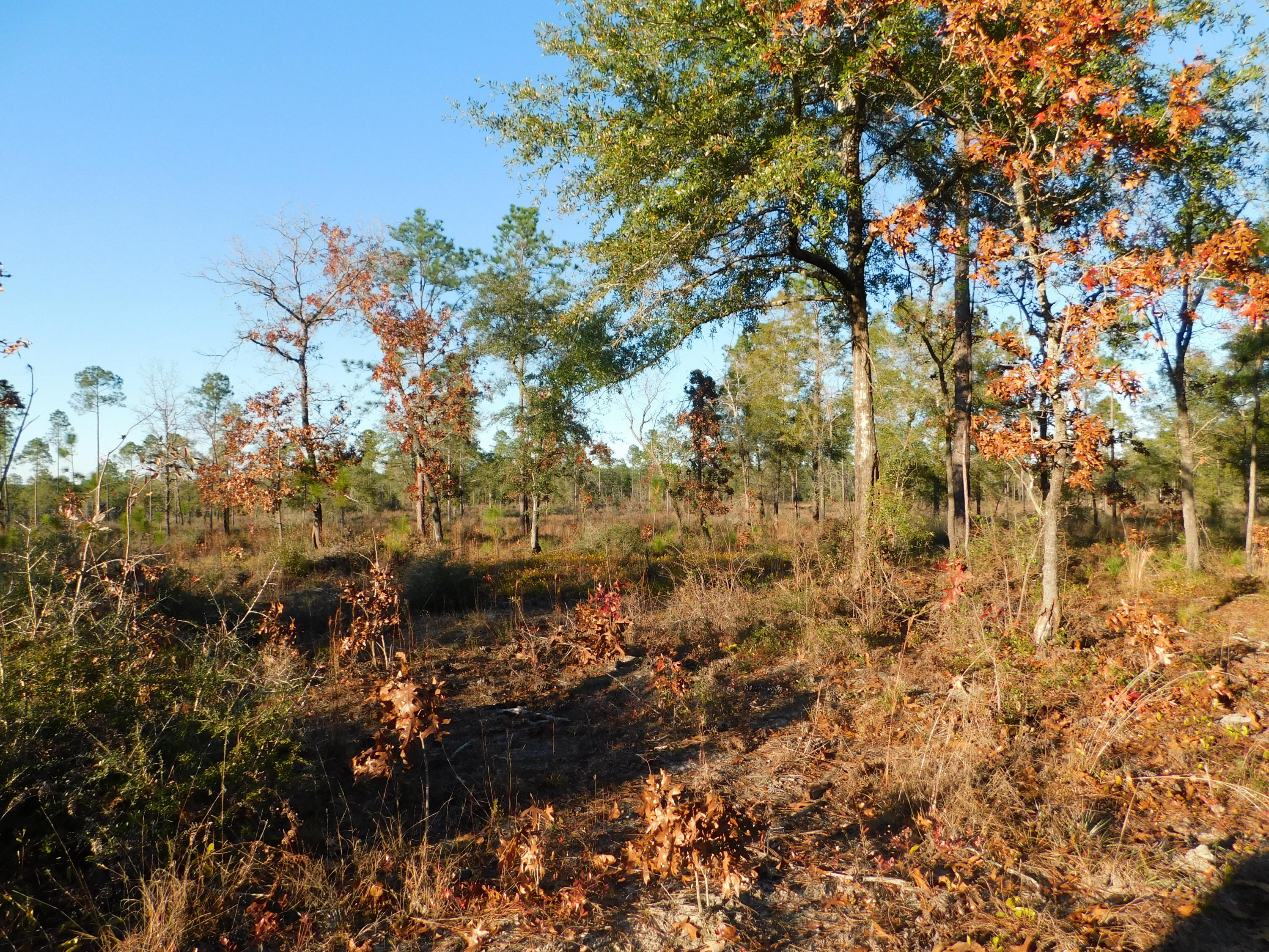 Metes and Bounds - Farm