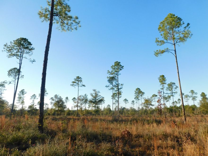 Hunting and Fishing !  . Walk to Blackwater state Forest . The ultimate country get away and awesome location for a home-site. Less than an hour from the Beautiful panhandle beaches. Come check it out today.