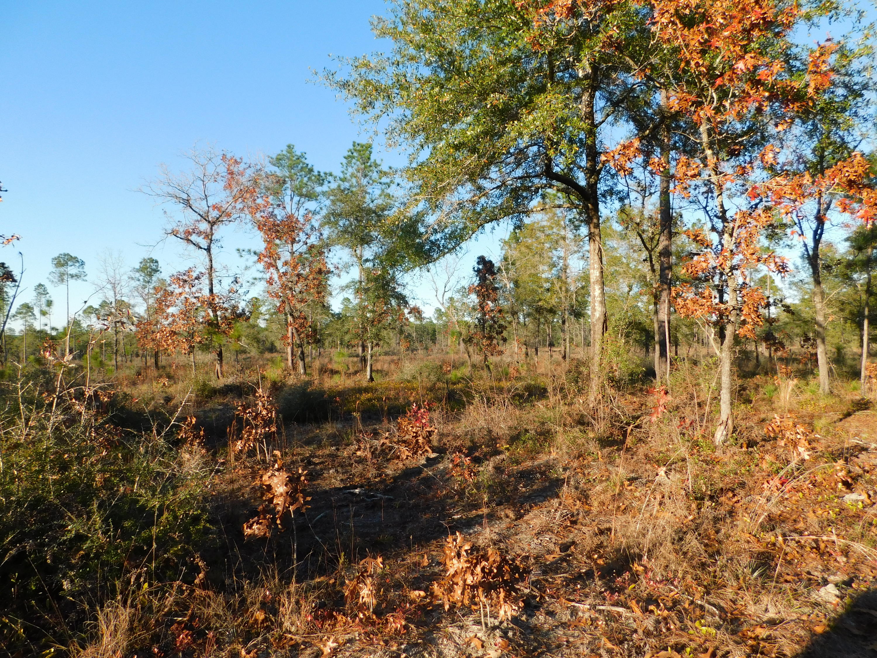 Metes and Bounds - Farm