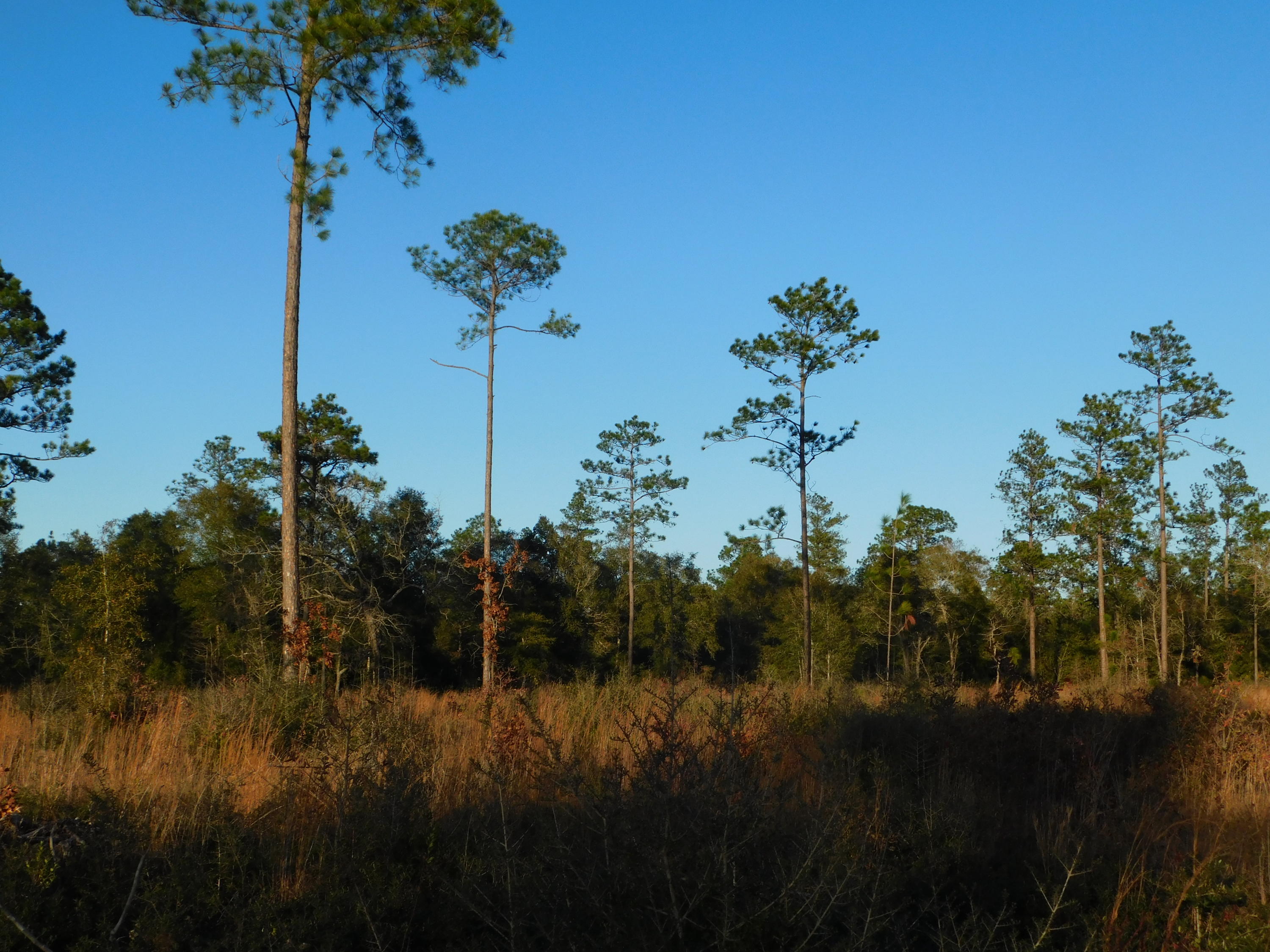 Metes and Bounds - Farm
