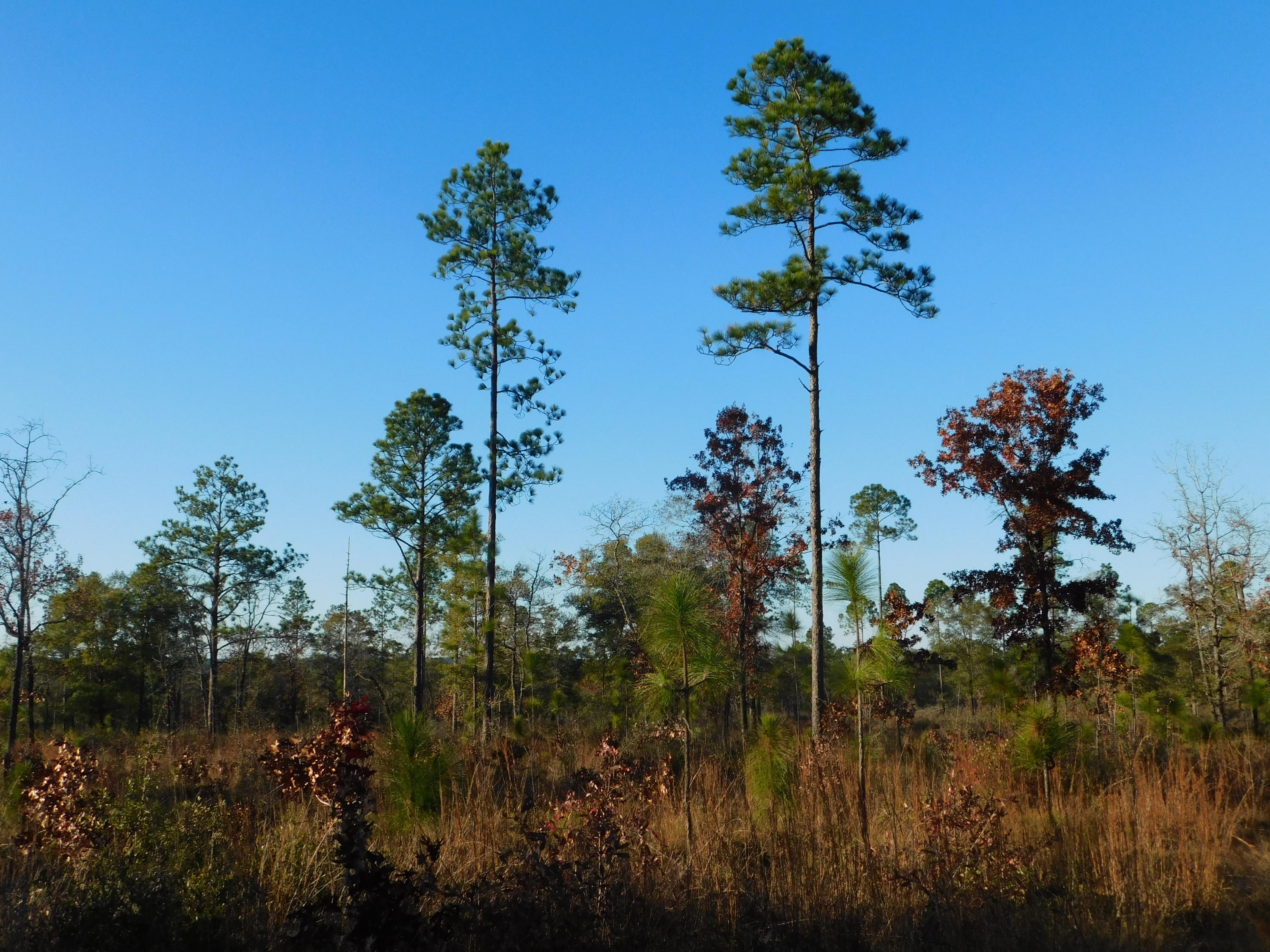 Metes and Bounds - Farm