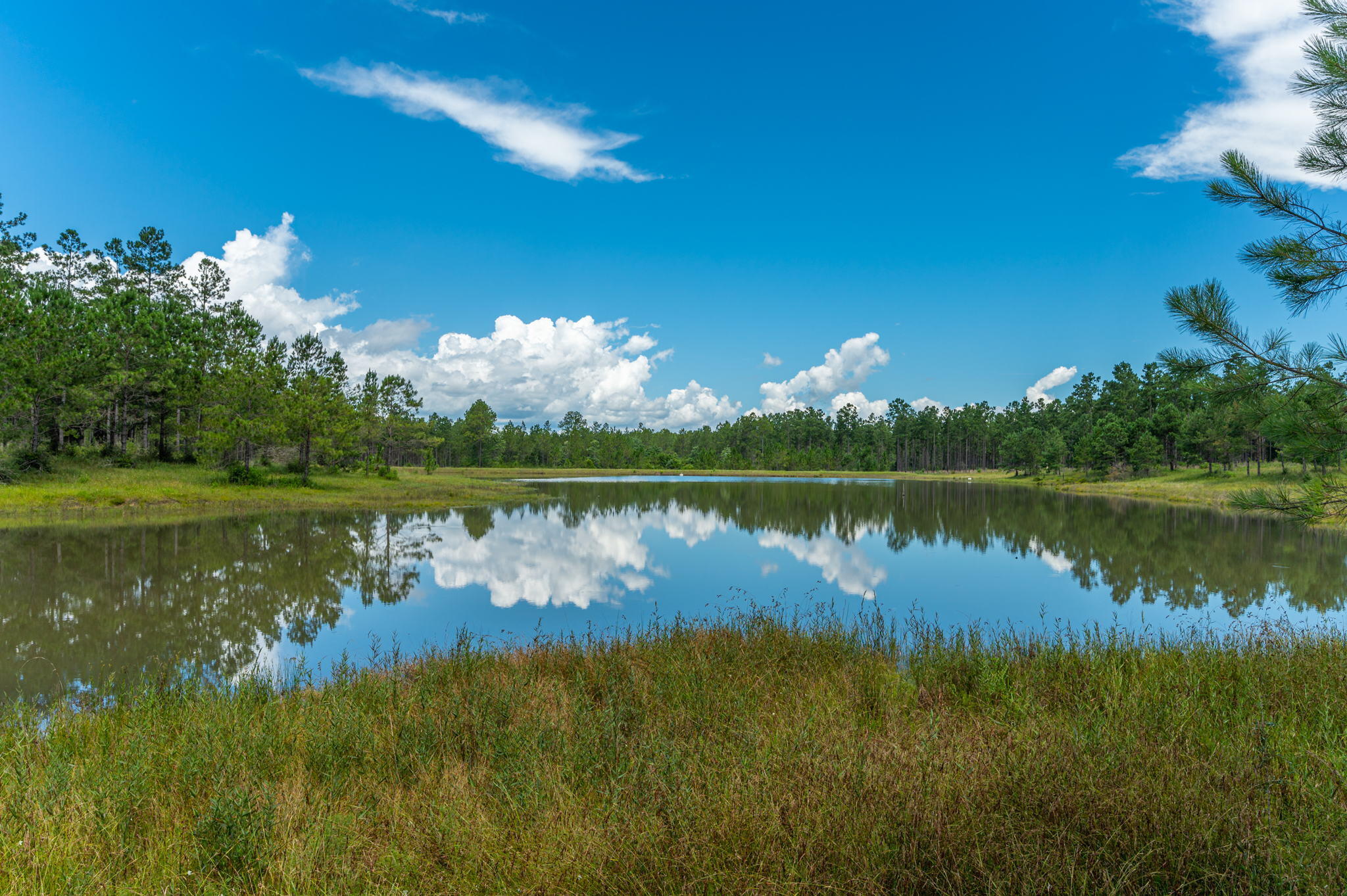 WALTON PLANTATION - Land