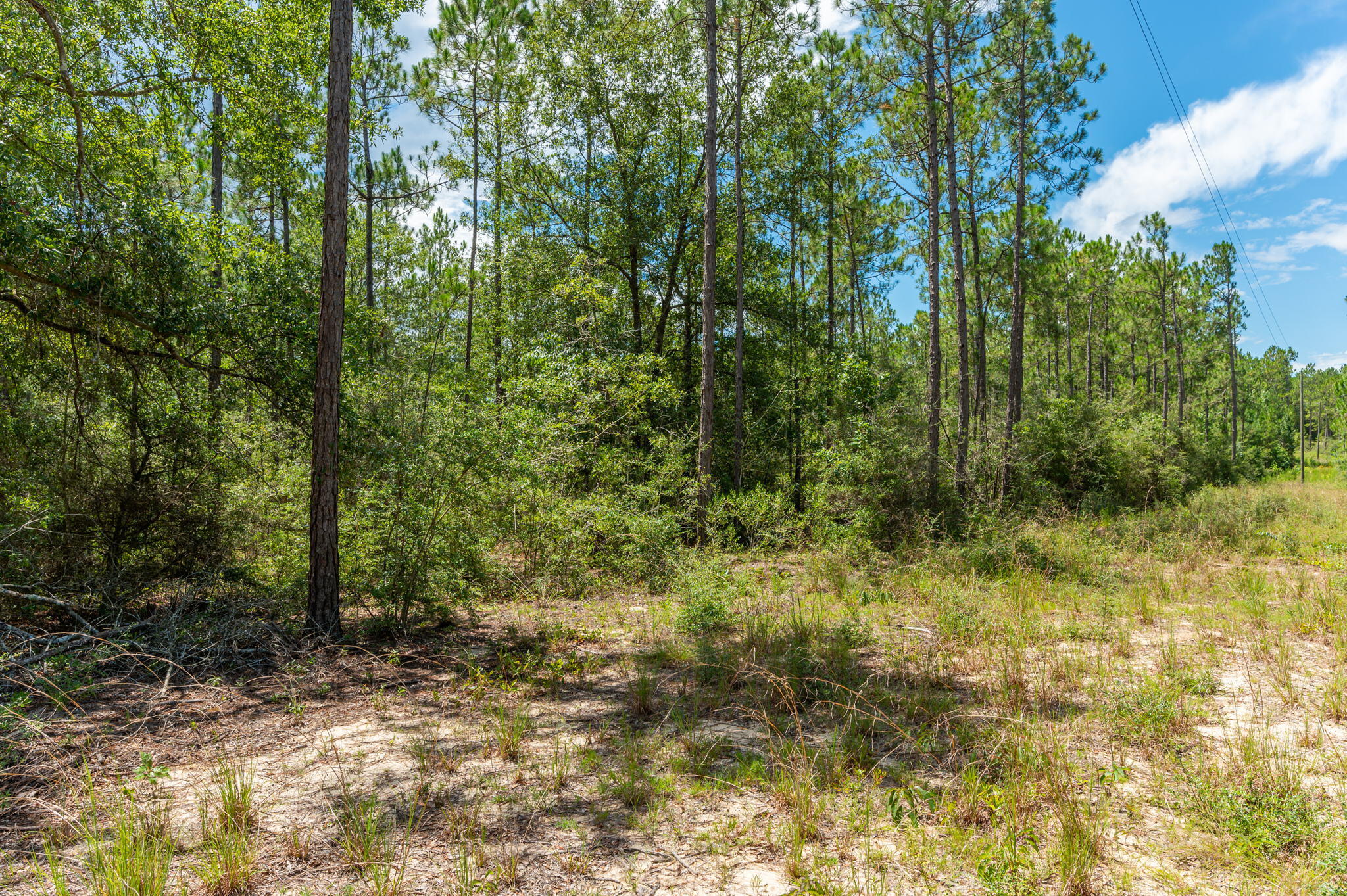 WALTON PLANTATION - Land