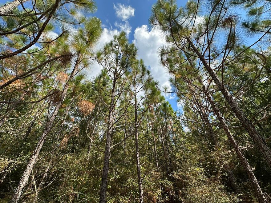 Set within the scenic countryside of Laurel Hill, this property along New Ebenezer Road offers exceptional potential in a peaceful, rural setting. The land features a blend of open areas and natural woodland, creating an appealing landscape for future use or investment. With paved road frontage, access to utilities nearby, and zoning under Okaloosa County's agricultural district, this tract provides the flexibility to design your ideal layout while enjoying the quiet beauty of North Okaloosa County. A rare opportunity to secure a substantial piece of land in a desirable location with long-term value and versatility.