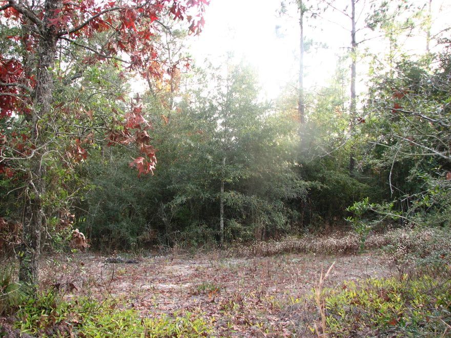 Nice lot on Andros, mobile homes allowed, just south of airstrip, also not far from I-10 or Highway 90, wooded, level.