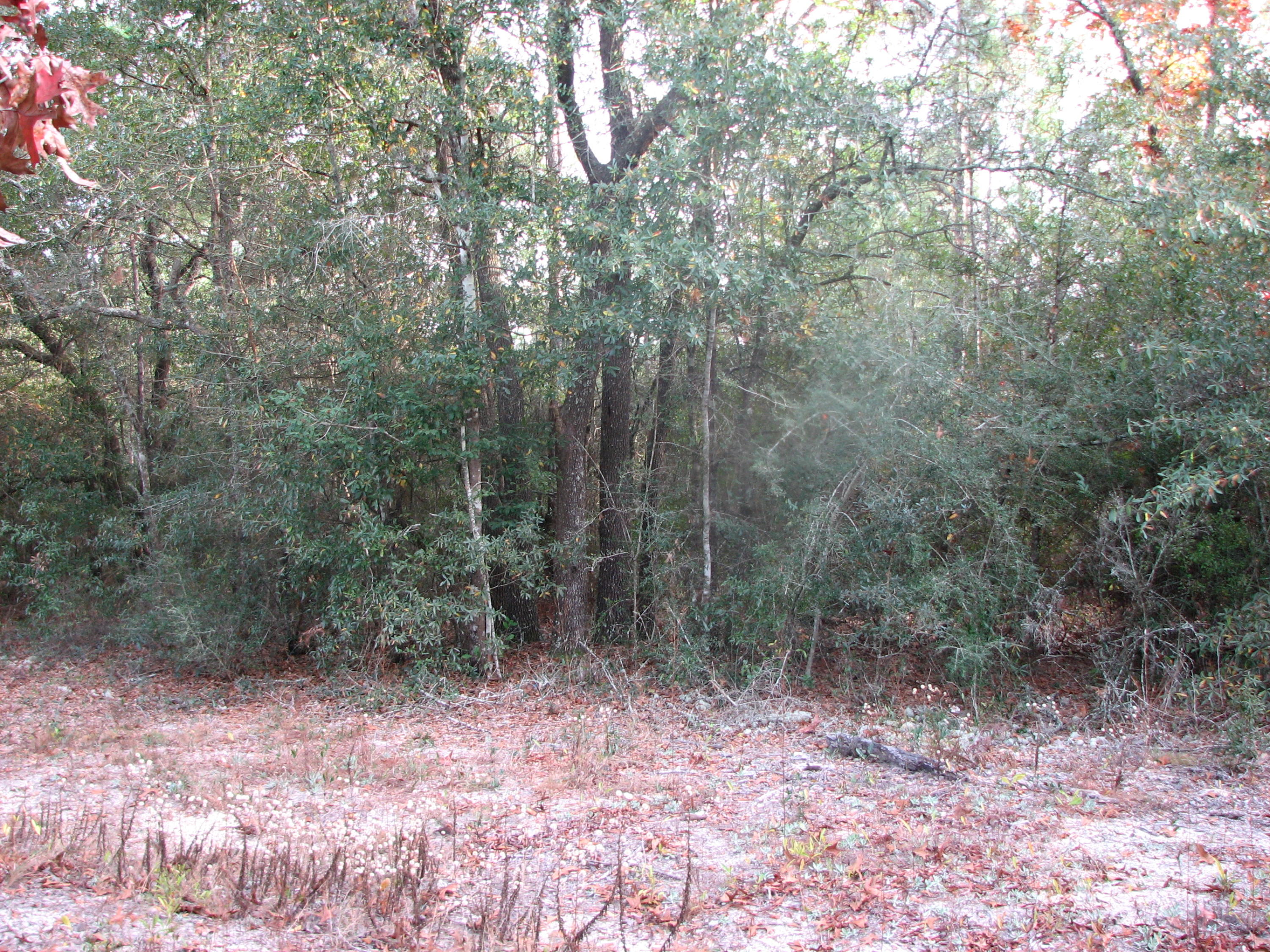 LAKEWOOD ESTATES - Land