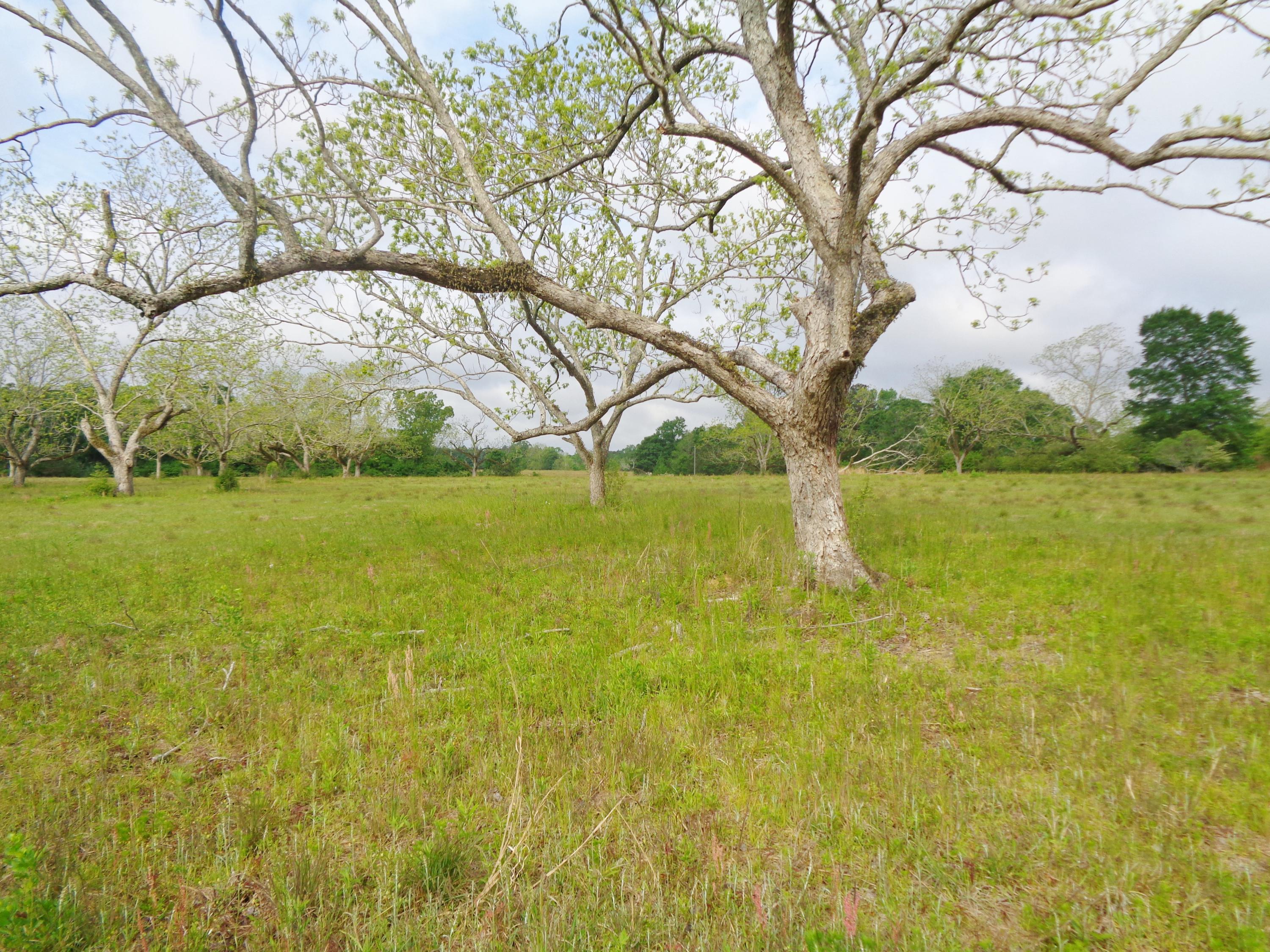 Located on a paved county road, this 150 acres is a perfect farm for anyone. Location is great - just off of State Hwy 85, North of Crestview but just a few miles from Florala, Al - Home of Lake Jackson which offers boating, water sports, swimming, fishing and picnic areas. Property is a mixture of crop land, pecan orchard and pines/hardwoods. Pecan trees will need some TLC to reach full production. County extension service can advise. The 10 acre parcel was a homesite at one time so may have an old well or septic tank. Condition is as-is. Near the power pole in the pecan orchard is also a deep well. Priced at just over $2660/acre, this is an opportunity to own your Paradise!!