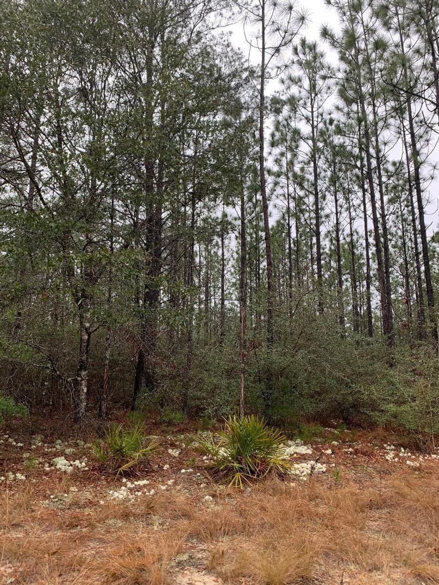 30 acre tract of land on Rock Hill Rd, convenient to Freeport, Defuniak, and short drive to the beaches of south Walton.  Only 4 miles to Hwy 331S.  Difficult to find a large tract like this on Rock Hill Rd.  Pick out your spot to build a home or put a mobile home.  Corners Rock Hill Rd and K & M Farm Rd.  About 685 feet frontage on Rock Hill Rd and 1300 feet on K & M Farm Rd.  Seller states there is a stream on property.  Wooded with mostly pine trees.  Call today!