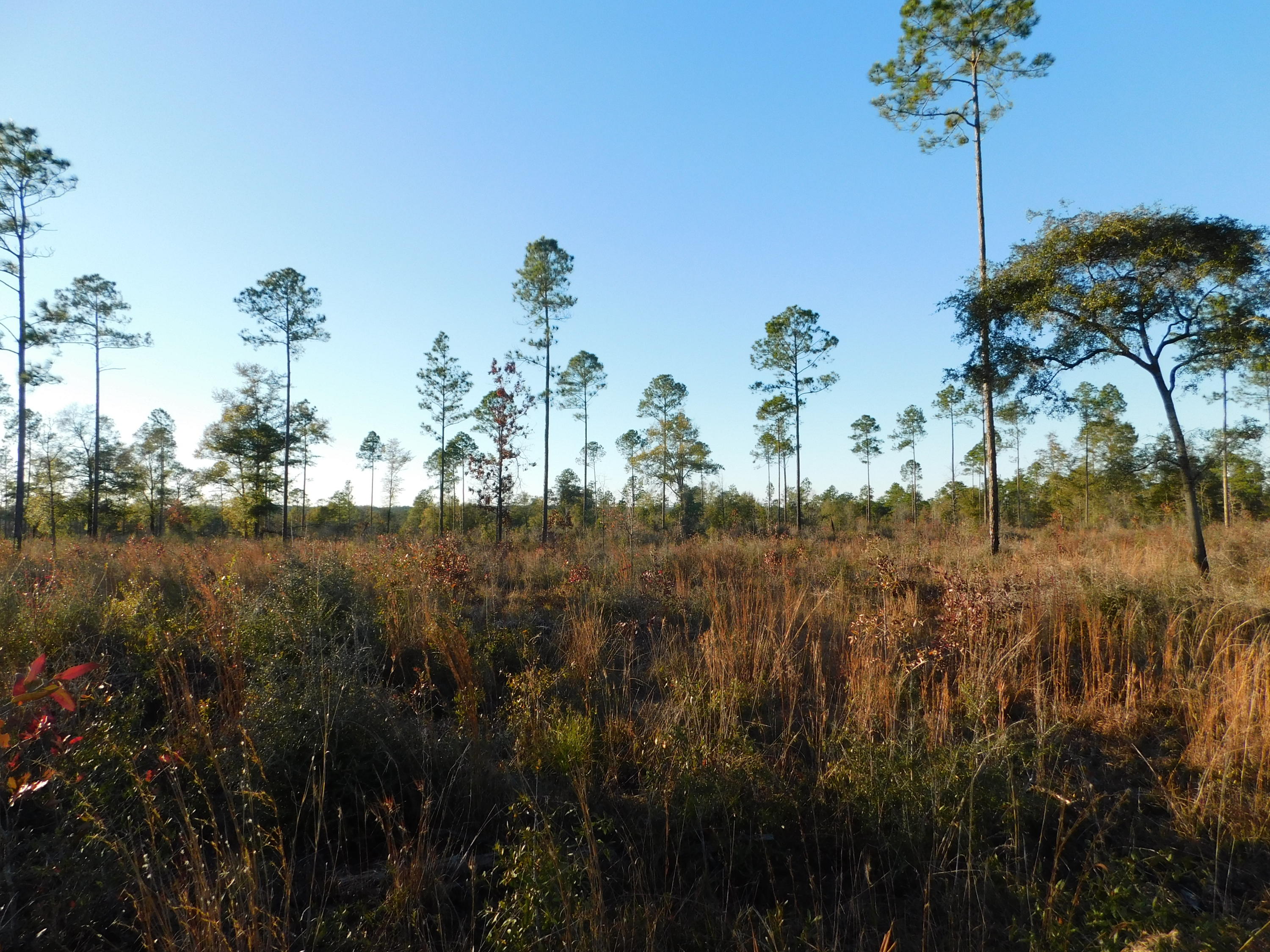 Hunting and Fishing ! Backs up to big creek that adjoins Blackwater. Walk to Blackwater state Forest. The ultimate country get away and awesome location for a home-site. Less than an hour from the Beautiful panhandle beaches. Come check it out today. Subject to county lot split approval.