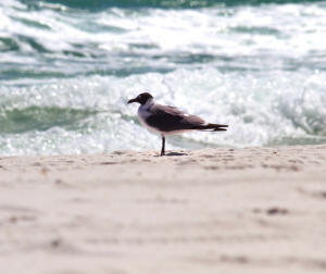 TOWN OF SANTA ROSA - Land