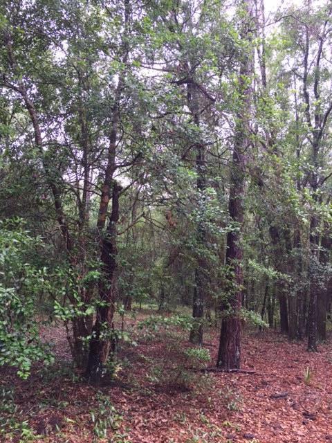 none recorded - Land