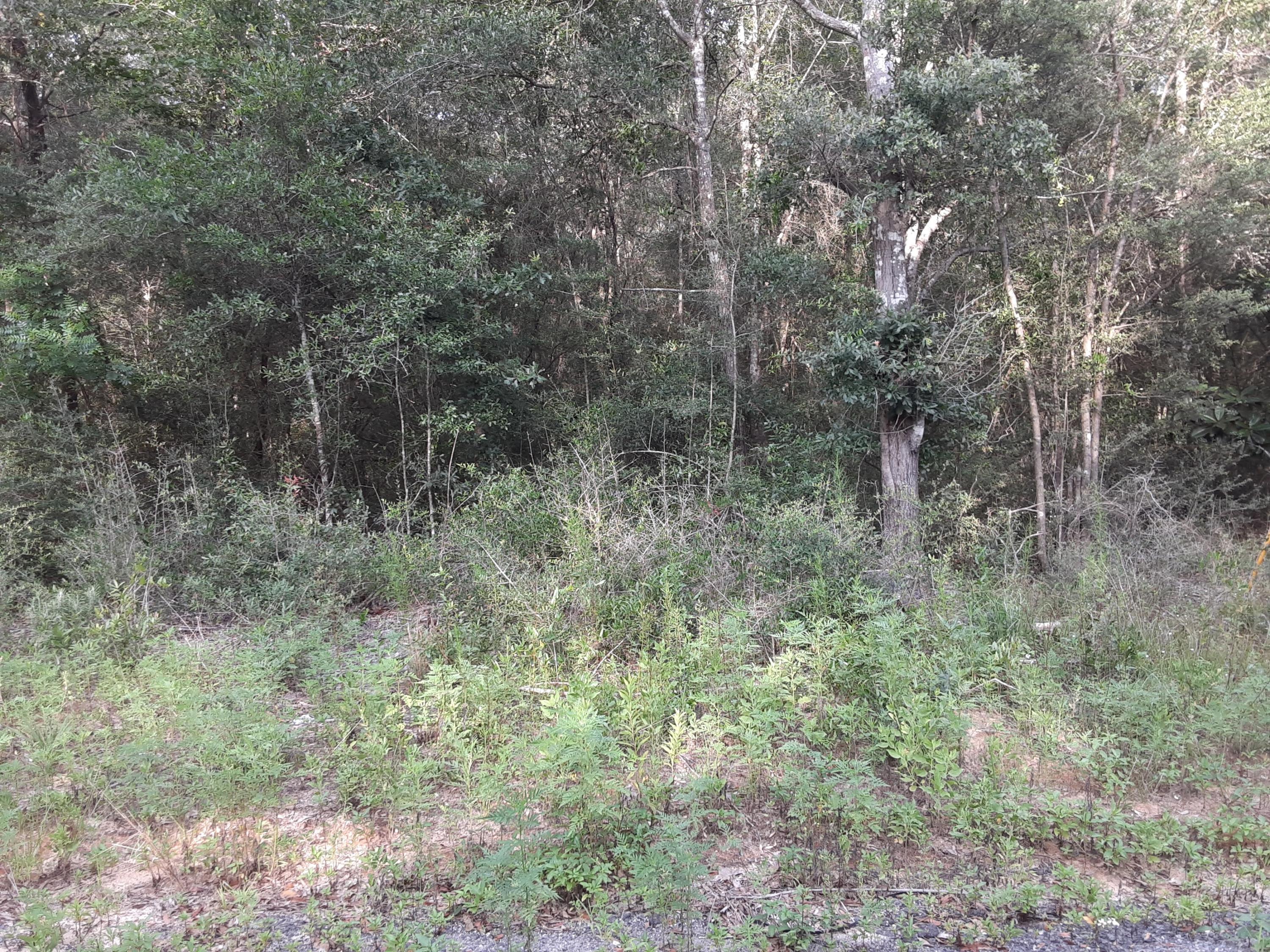 PLANTATIONS THE - Land