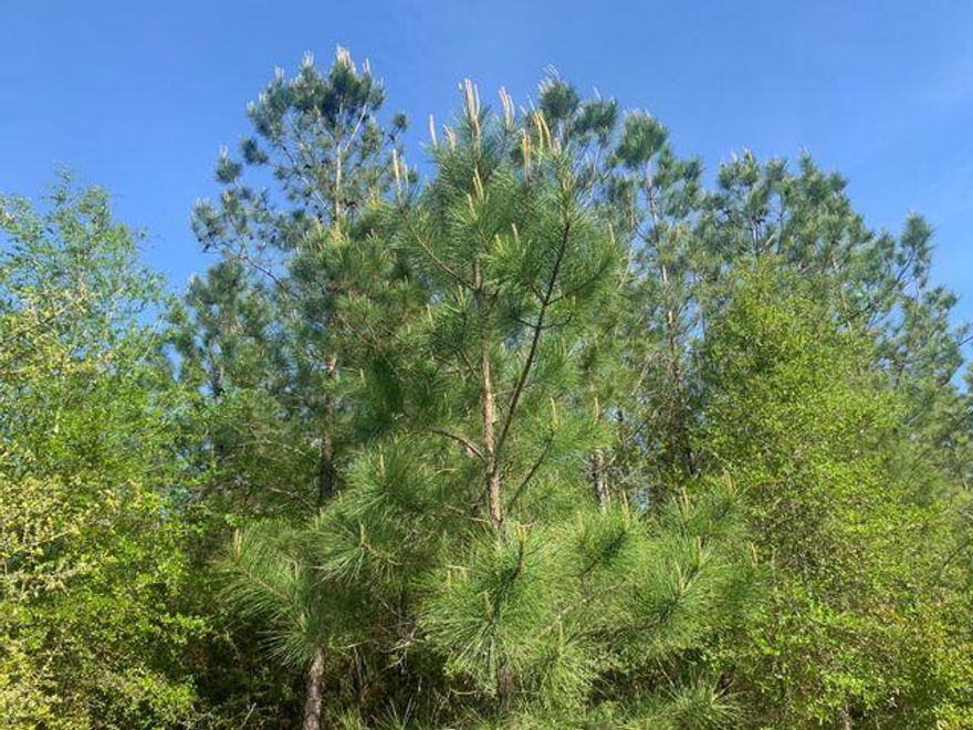 Bring your hunting gear! Zoned agricultural with no HOA or restrictions. Hop on your horse and ride down to Blackwater for a fun day at the river. Showing by appointment only. The access management for Munson Highway requires driveways to be at least 660' apart. If this can't be done, you either have to share a driveway or apply for a variance.