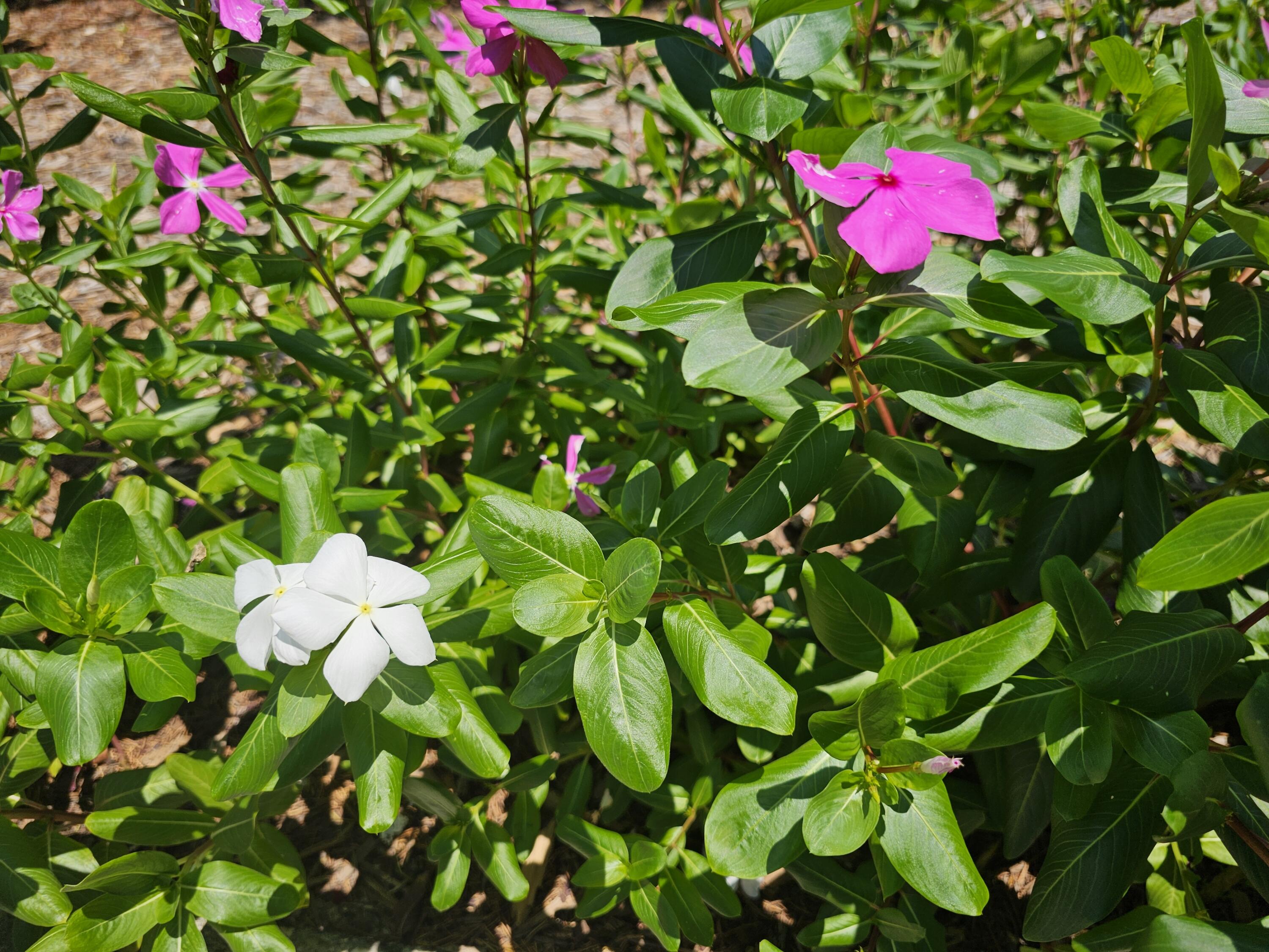 CHEROKEE ACRES - Residential