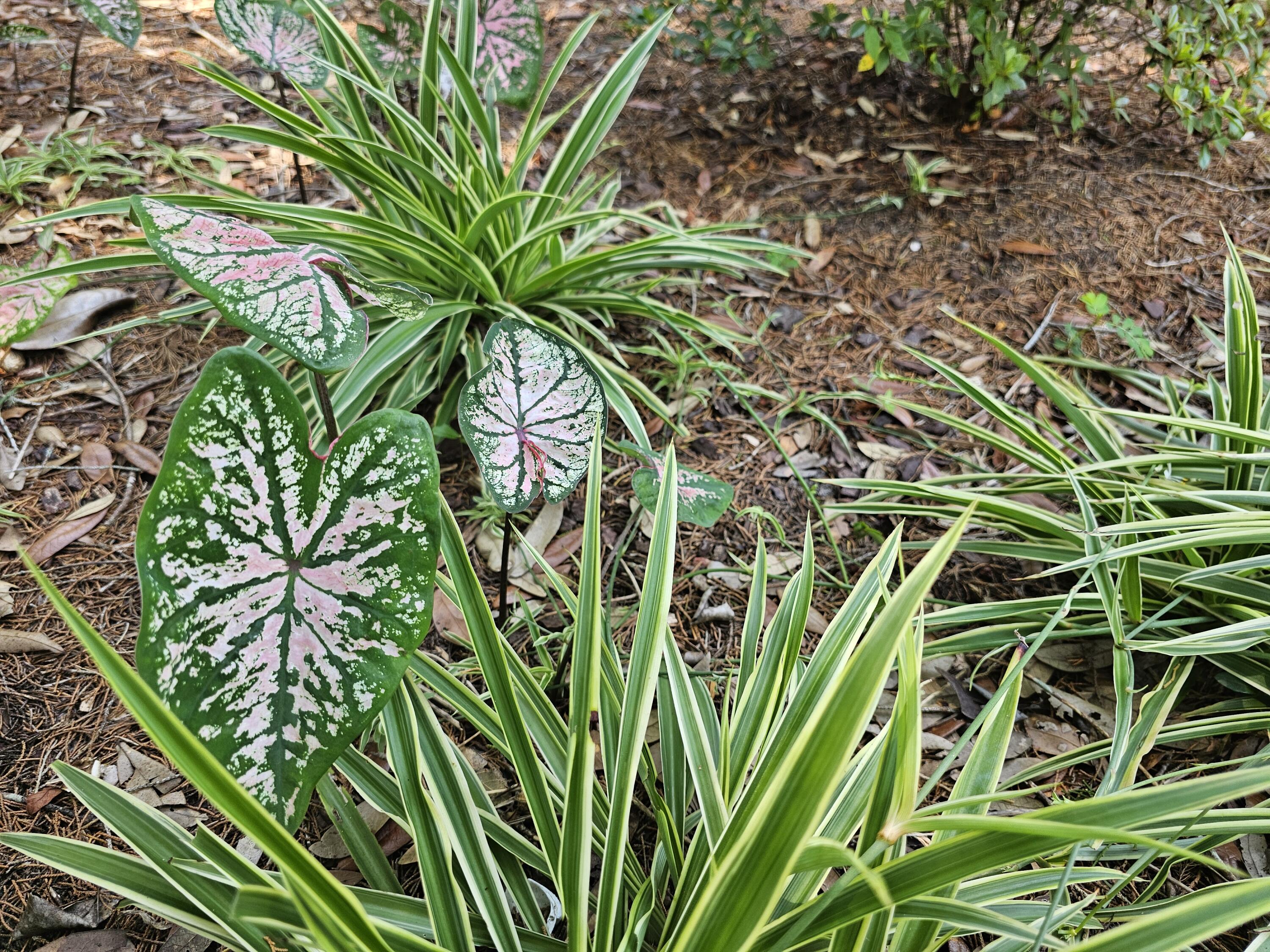 CHEROKEE ACRES - Residential