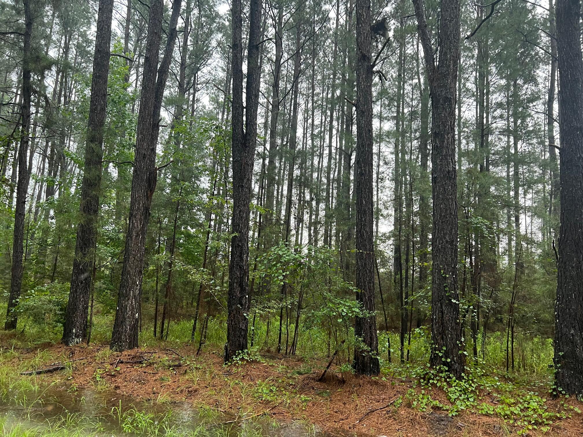 Reedy Creek Crossing Phase I - Land