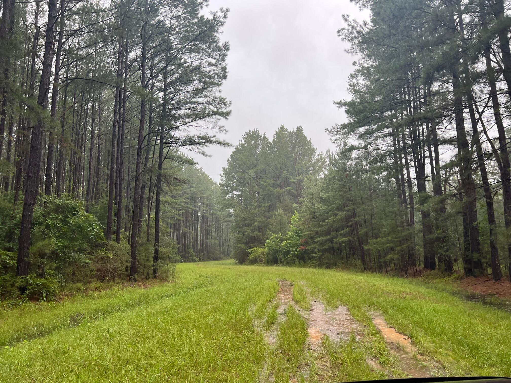6.62 acre wooded parcel in Reedy Creek S/D. Lots of wildlife for the nature lover. Horses allowed! There is a Property Owners Association in place and fees are $400 per year. No mobile/manufactured homes allowed. There is currently only 1 home in Reedy Creek Phase I, but several lots have been sold in the last two years. Septic and well would be required. Verity electric availability and cost through West FL Electric.