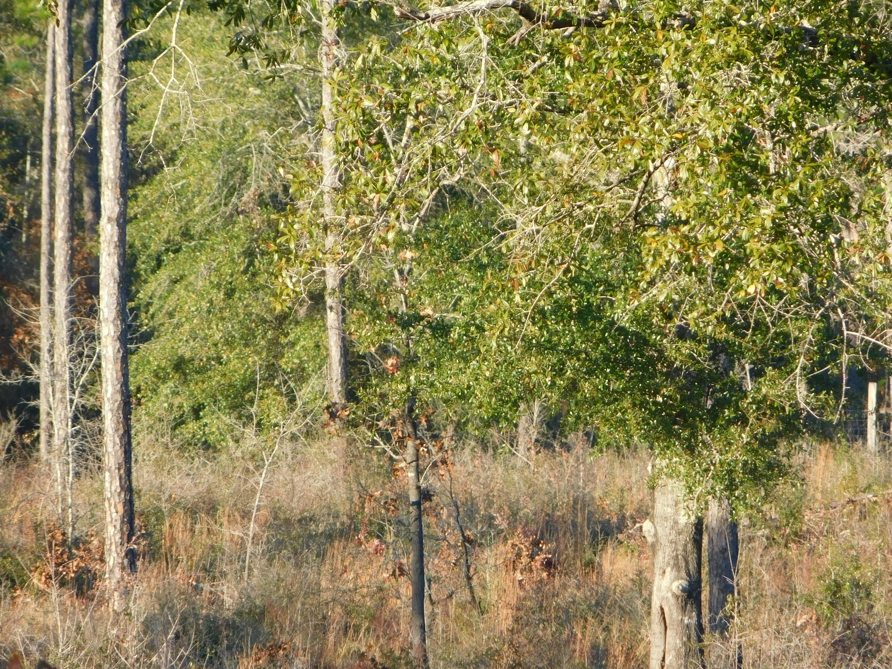 Metes and Bounds - Farm