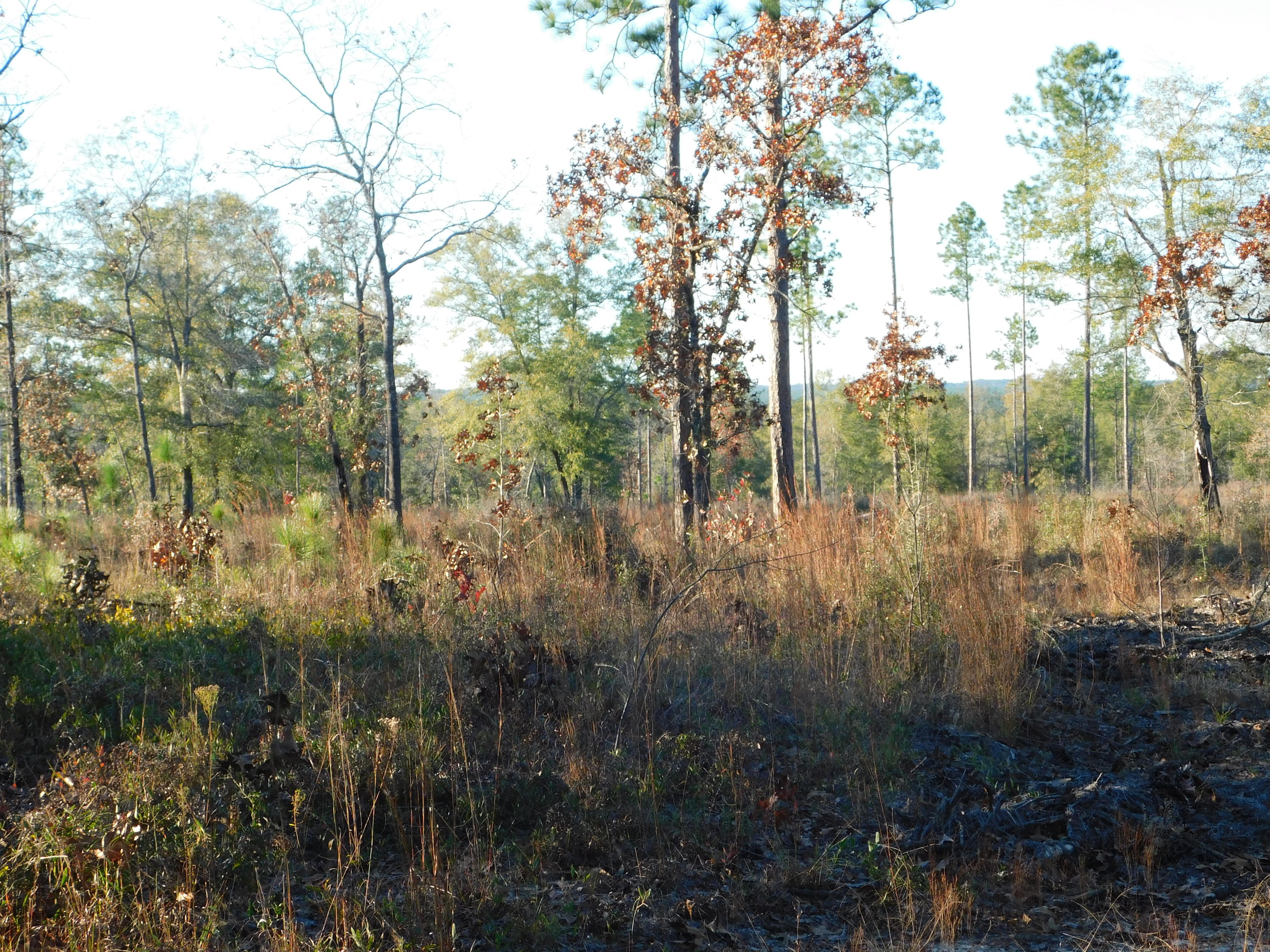 Metes and Bounds - Farm