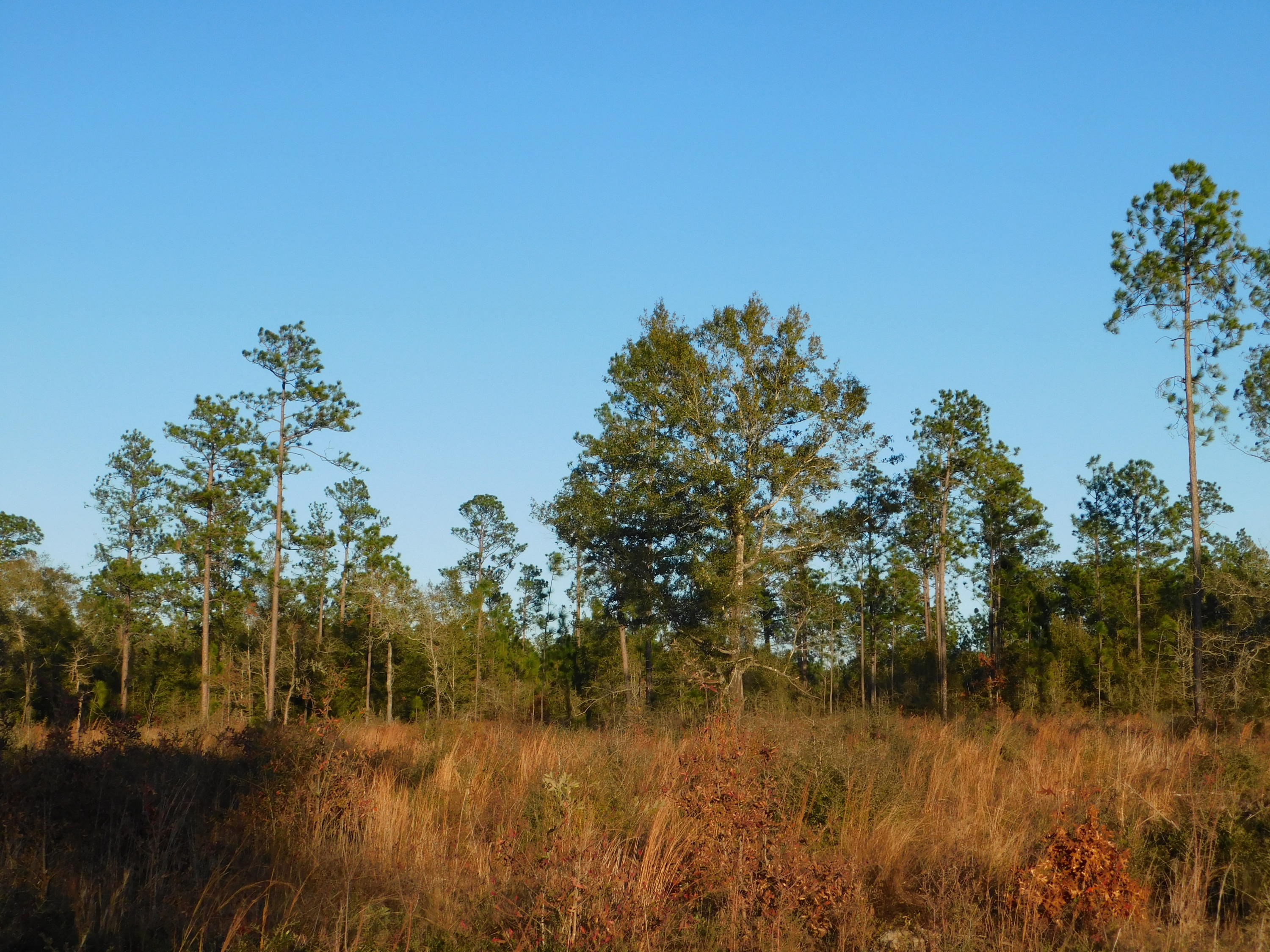 Metes and Bounds - Farm