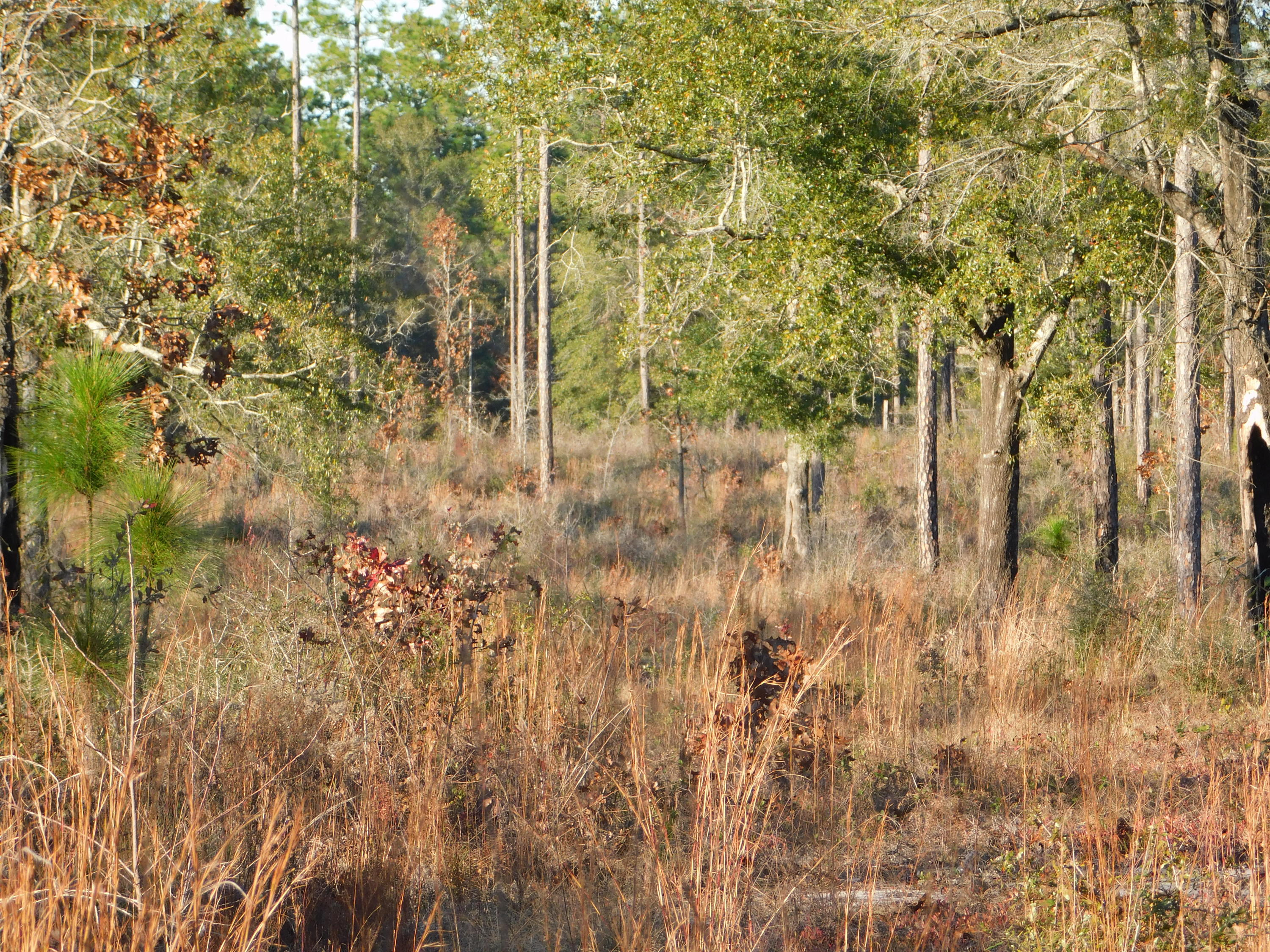 Metes and Bounds - Farm