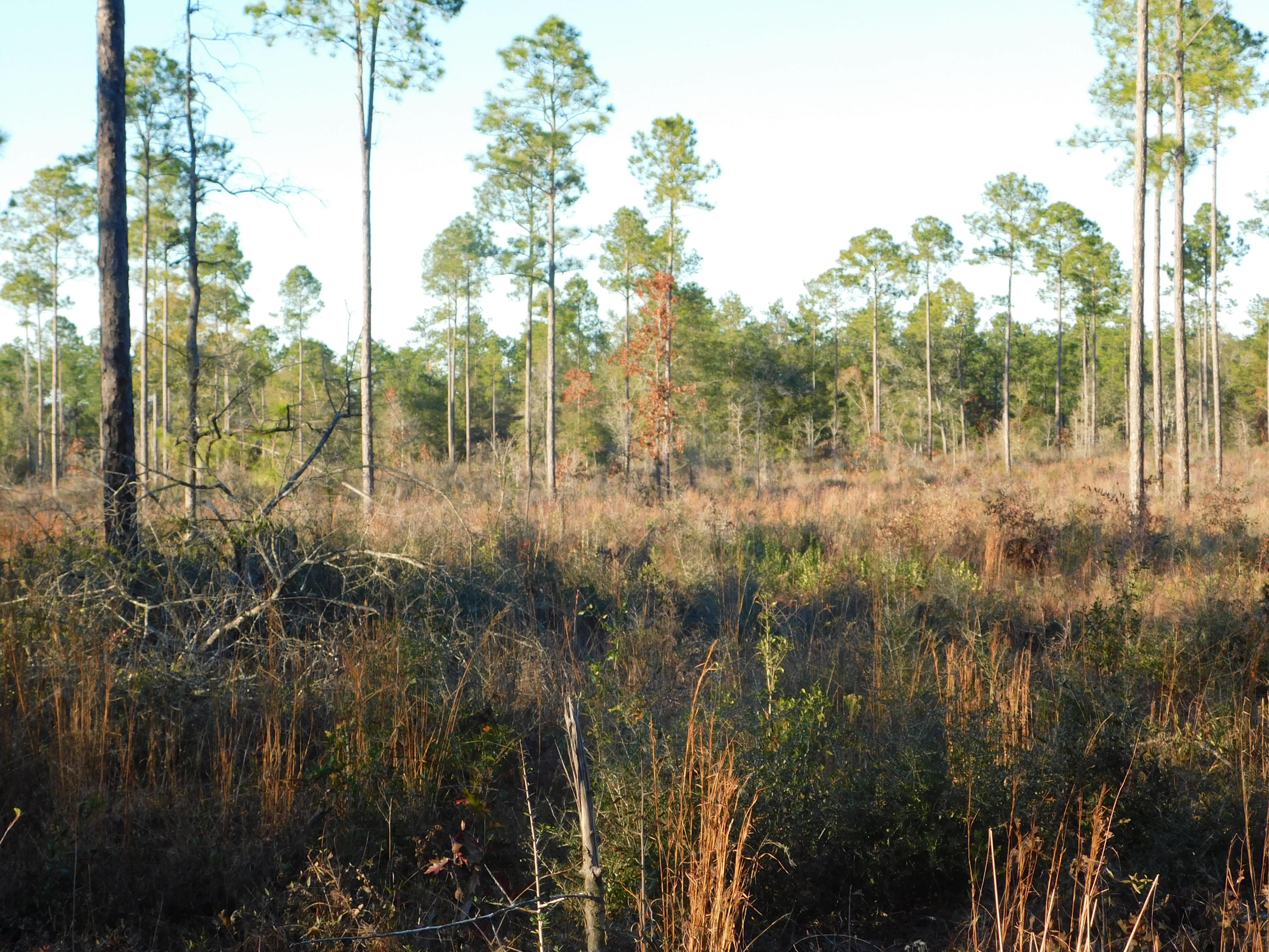 Metes and Bounds - Farm