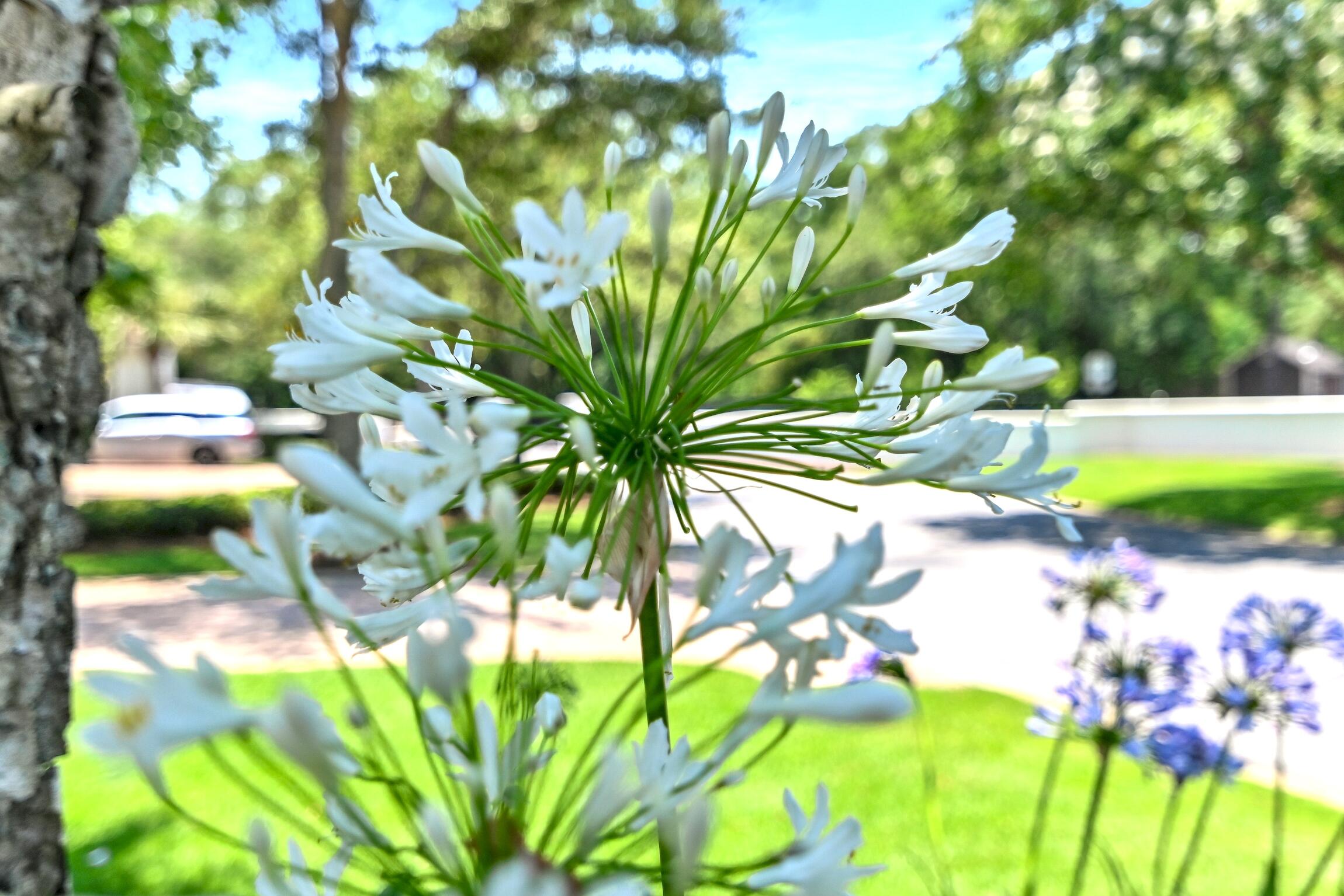 FOUNTAINS AT SANDESTIN - Residential