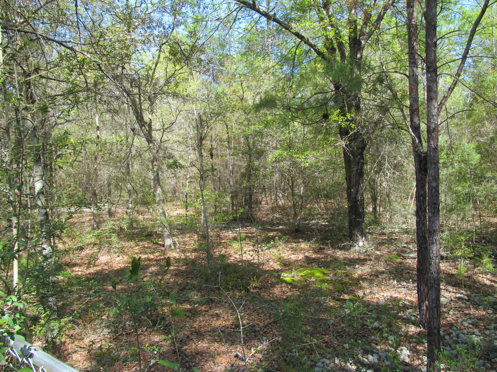 WILDWOOD LAKES - Residential