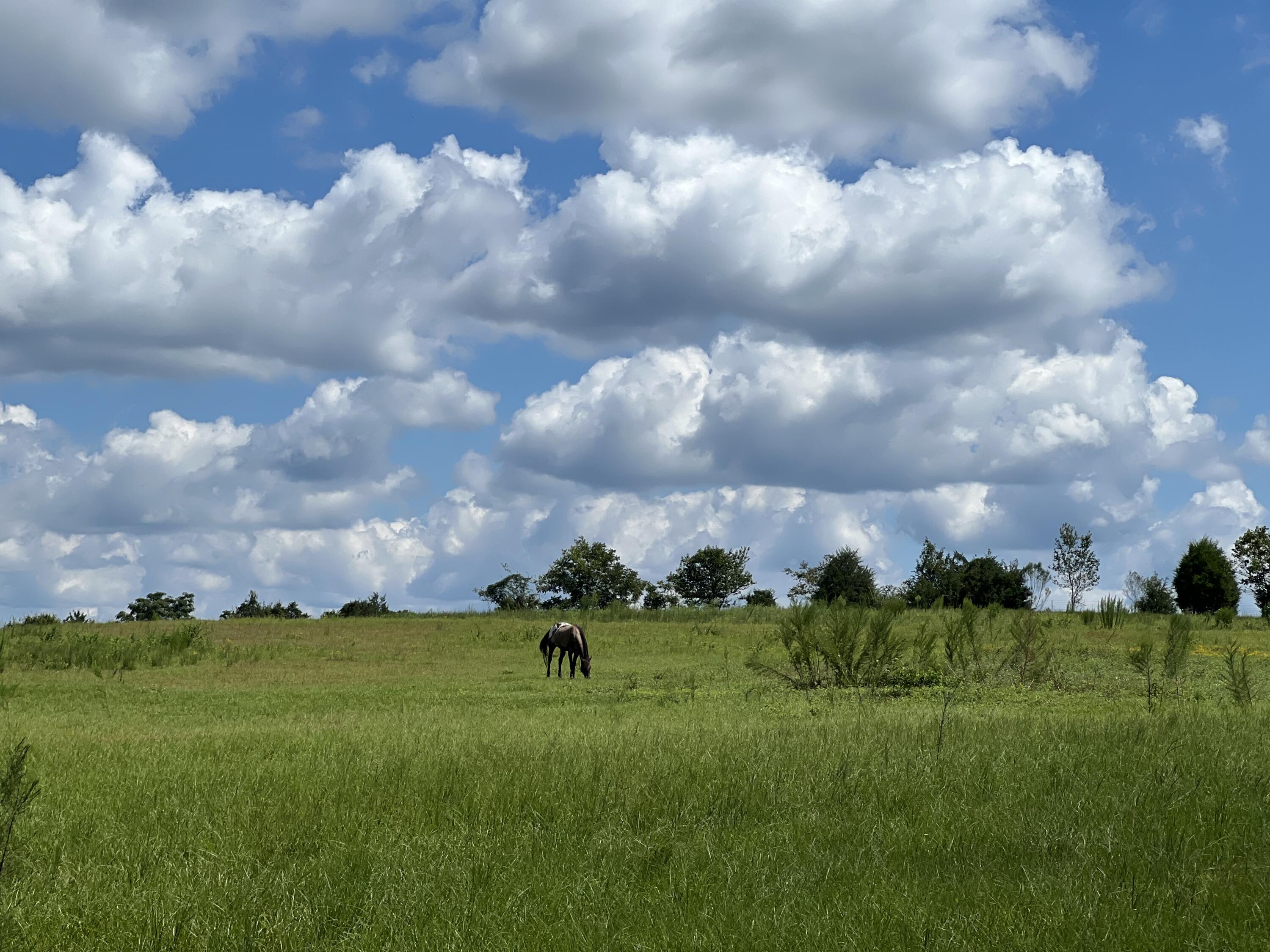 This gorgeous 23 acre property is the peace and quiet you've been looking for! The 60x60 horse barn is equipped with electricity, and two water spigots. New 40x40 pole barn where previous owners house a 5th wheel (not included) and have access to power, water, and septic. There are (2) 50Amp and (1) 30Amp outlets available. The septic is set up for two campers making this a great multi-generational property! The property is fenced and also features a pond at the back of the property. There is level land and gently sloping hills - great for riding! Just 15 miles to historic downtown Eufaula AL and 10 miles to public boat access to Lake Eufaula, a 45,000 acre lake known for it's great Bass fishing! This amazing property has endless possibilities!