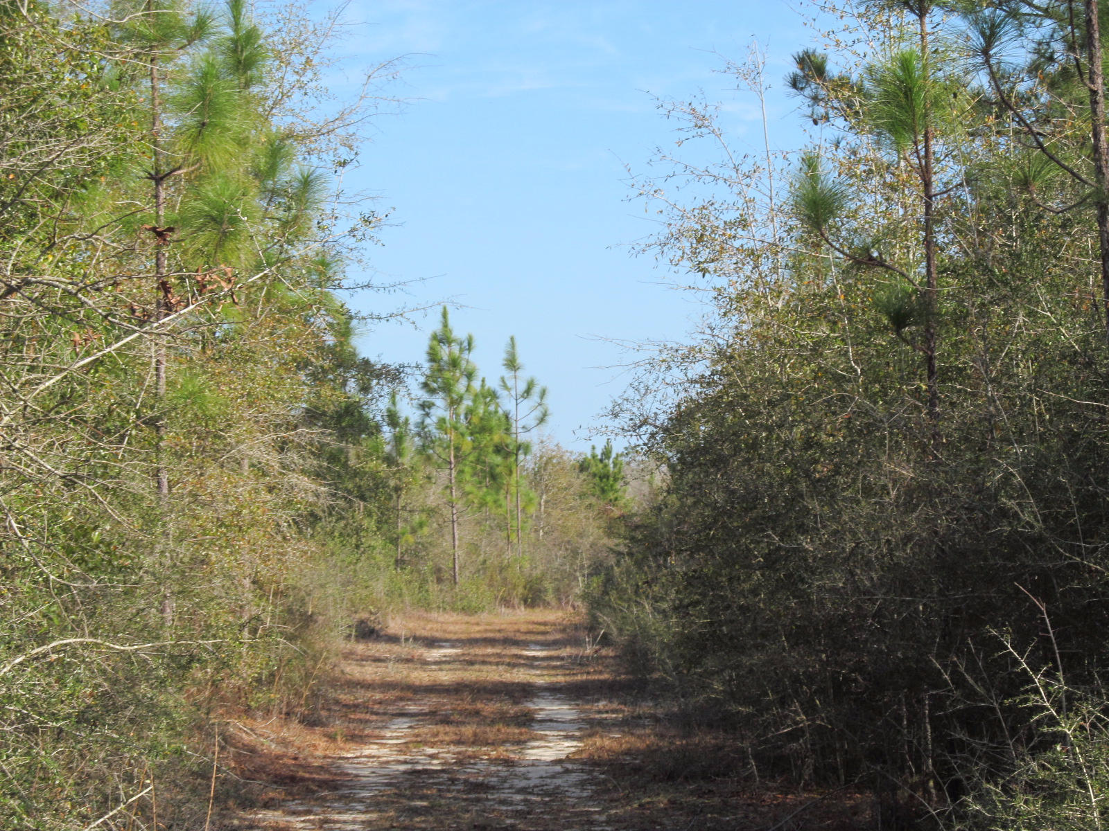 20 acre wooded parcel just North of DeFuniak Springs. Paved road frontage. Minutes to all conveniences. Nice trails cut for hunting. User ready!
