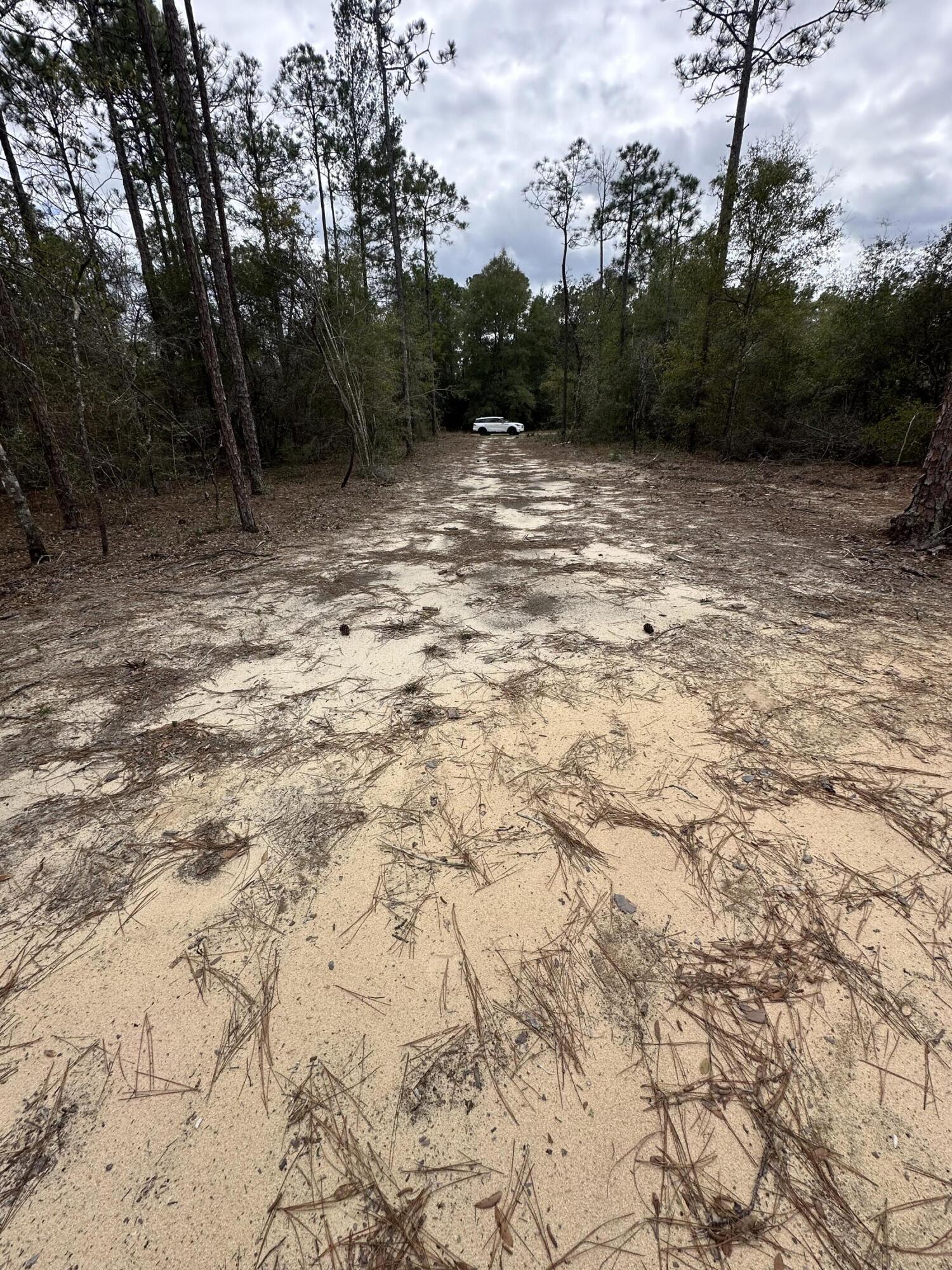 RUSTLING PINES - Land