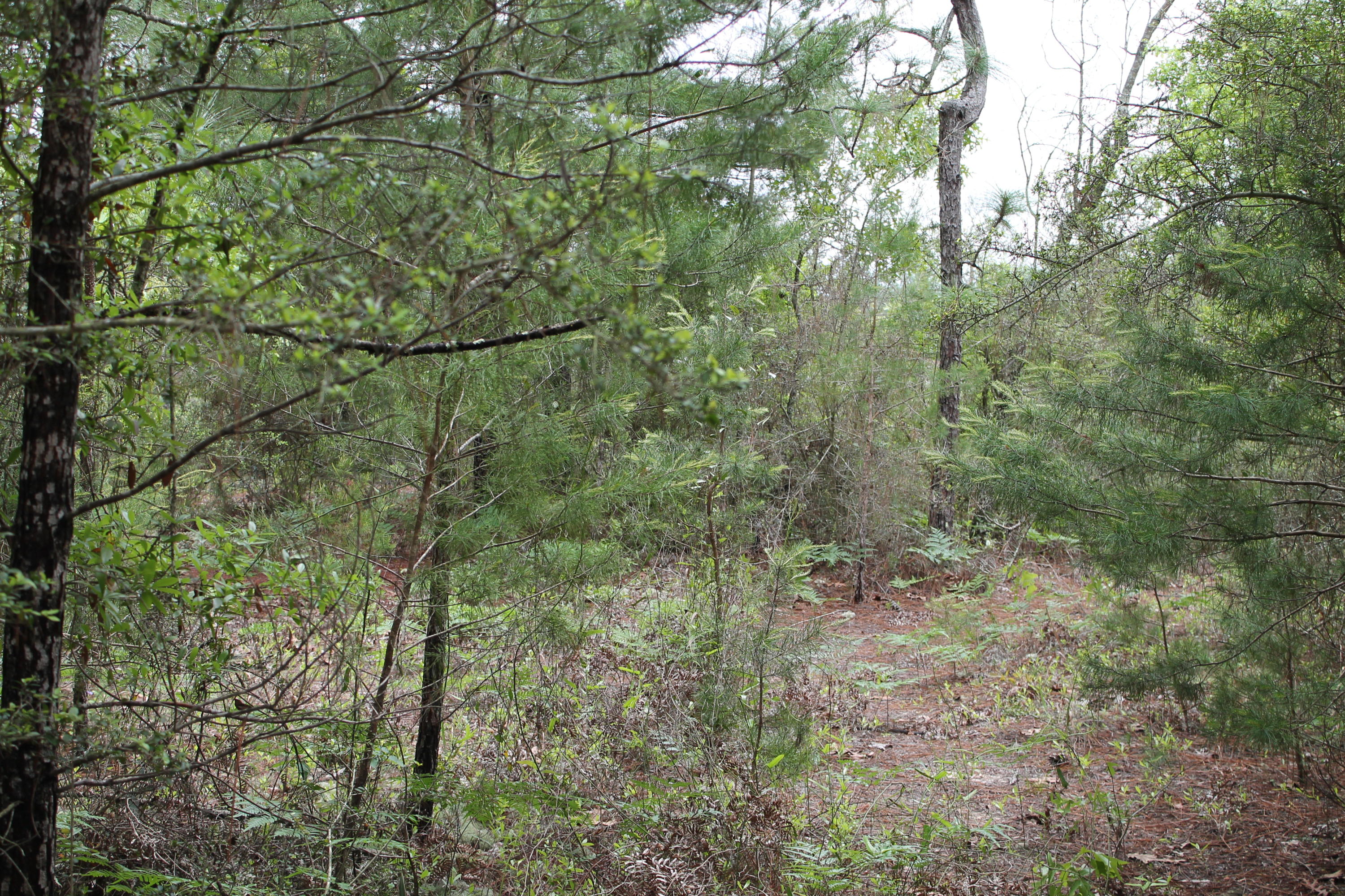 Miller Estate - Land