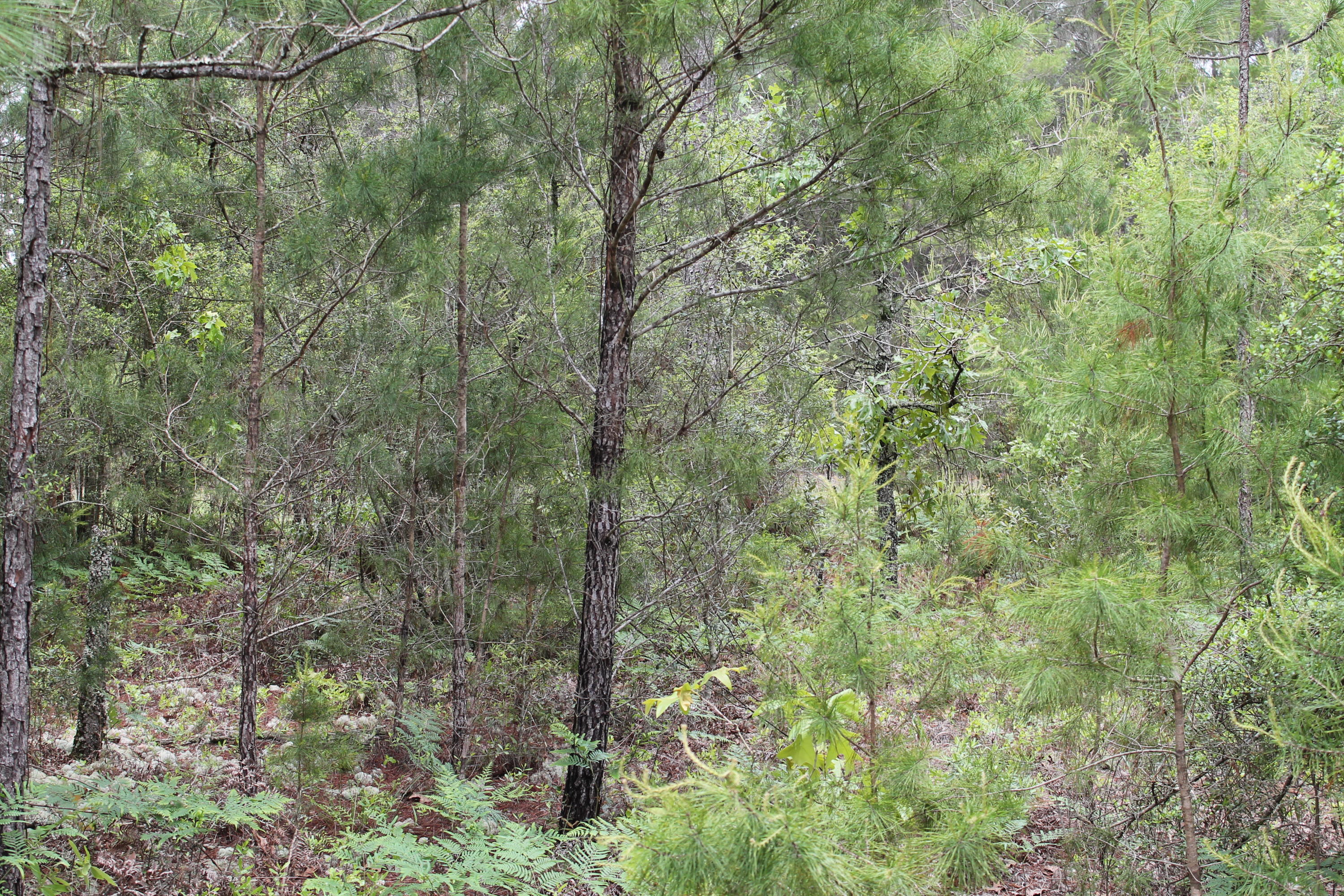 Miller Estate - Land