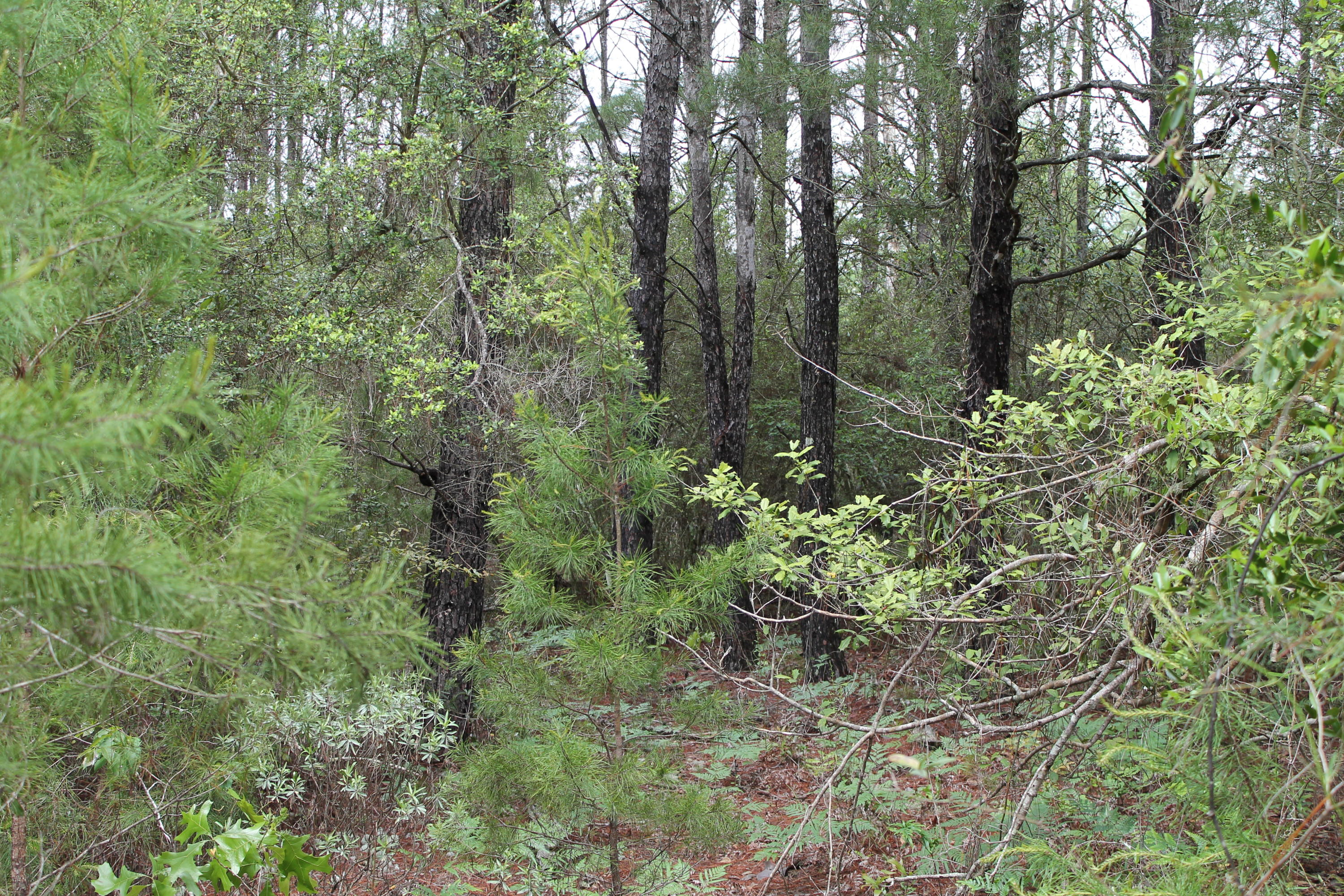 Miller Estate - Land