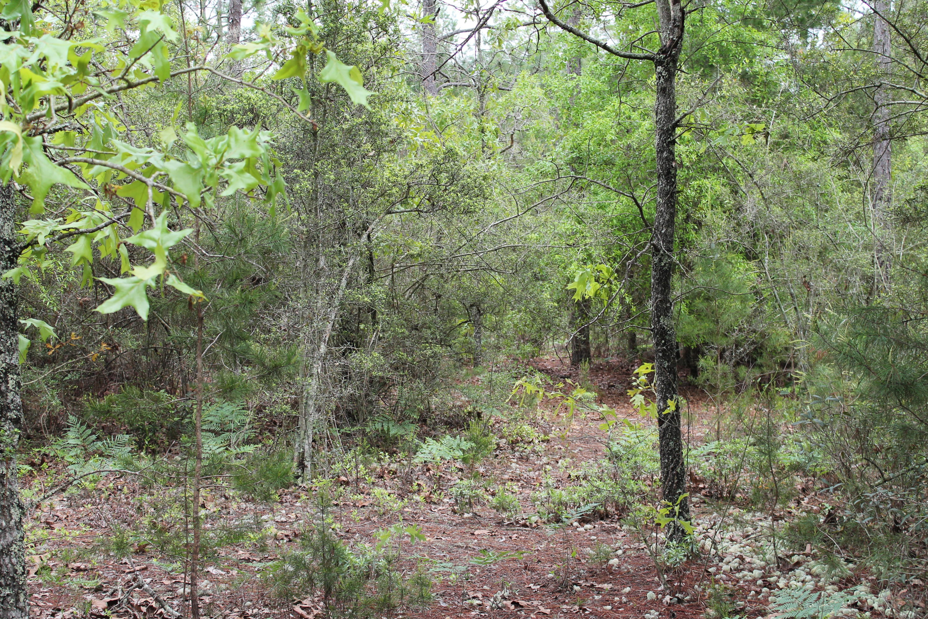 Miller Estate - Land