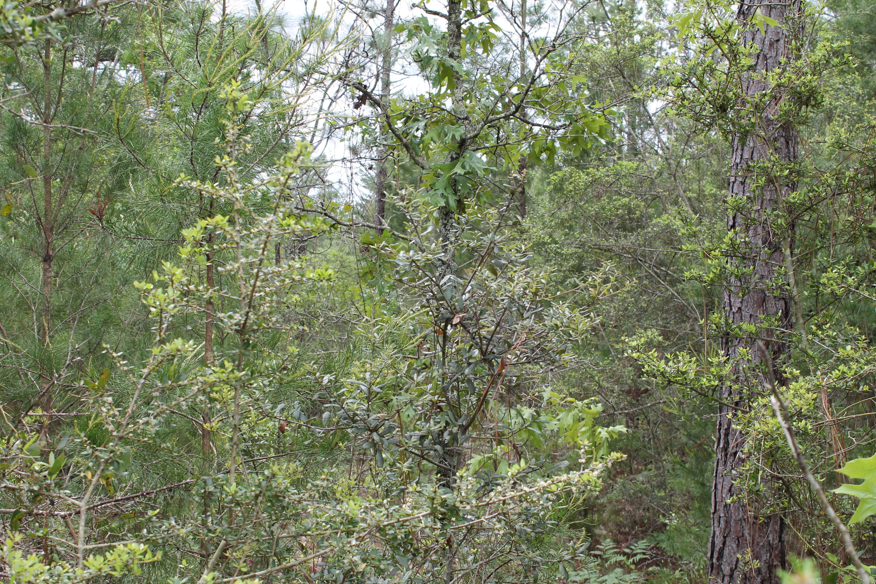 Miller Estate - Land