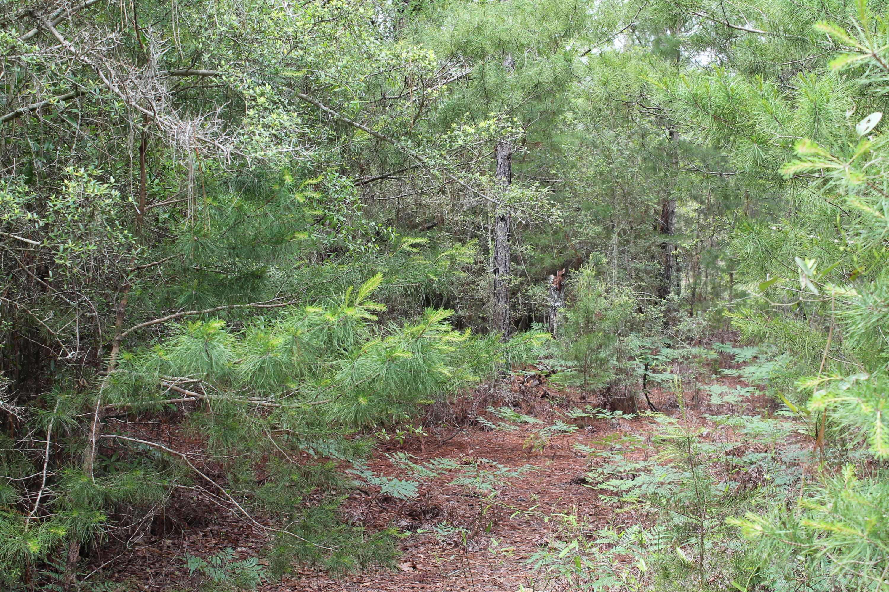 Miller Estate - Land