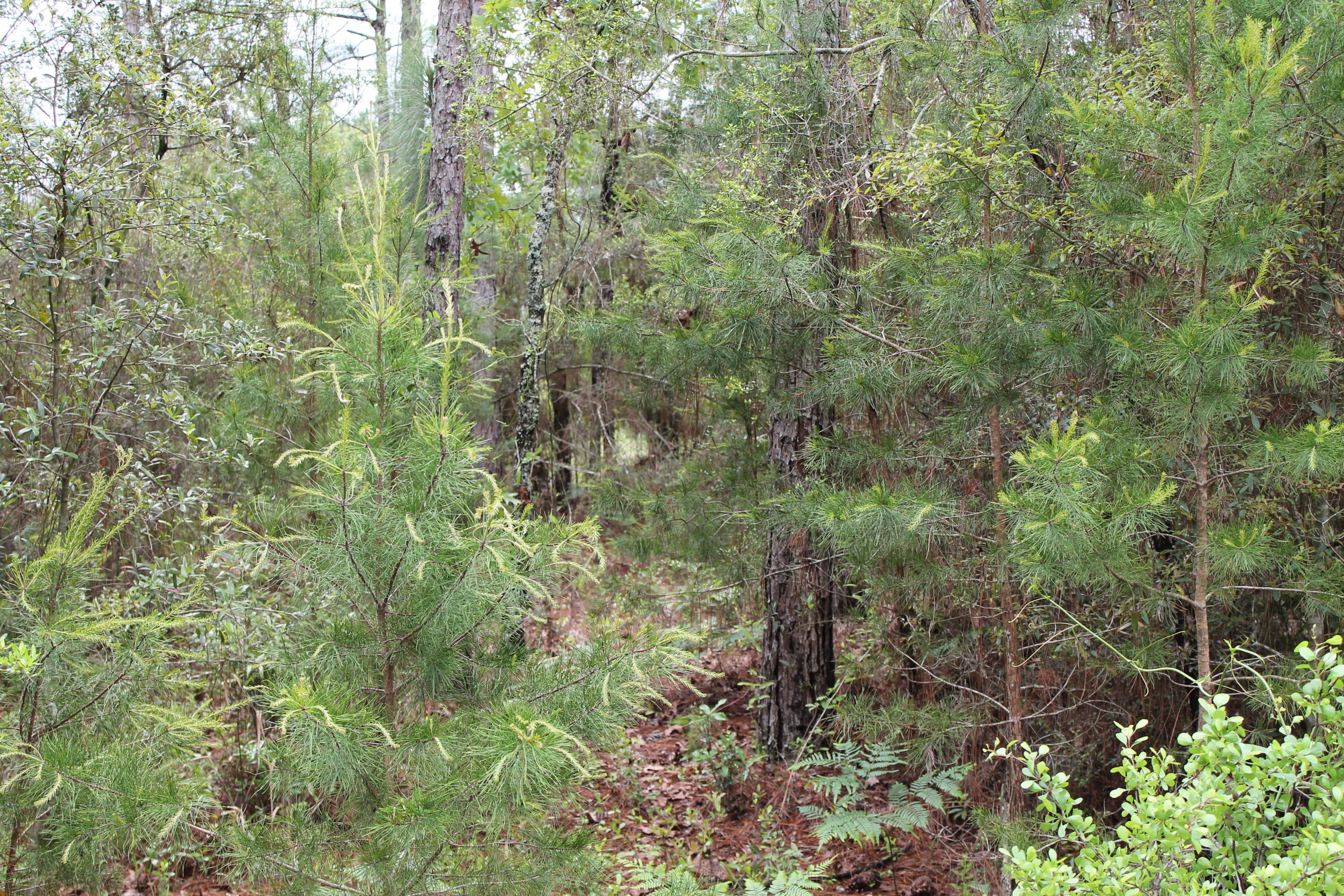 Miller Estate - Land